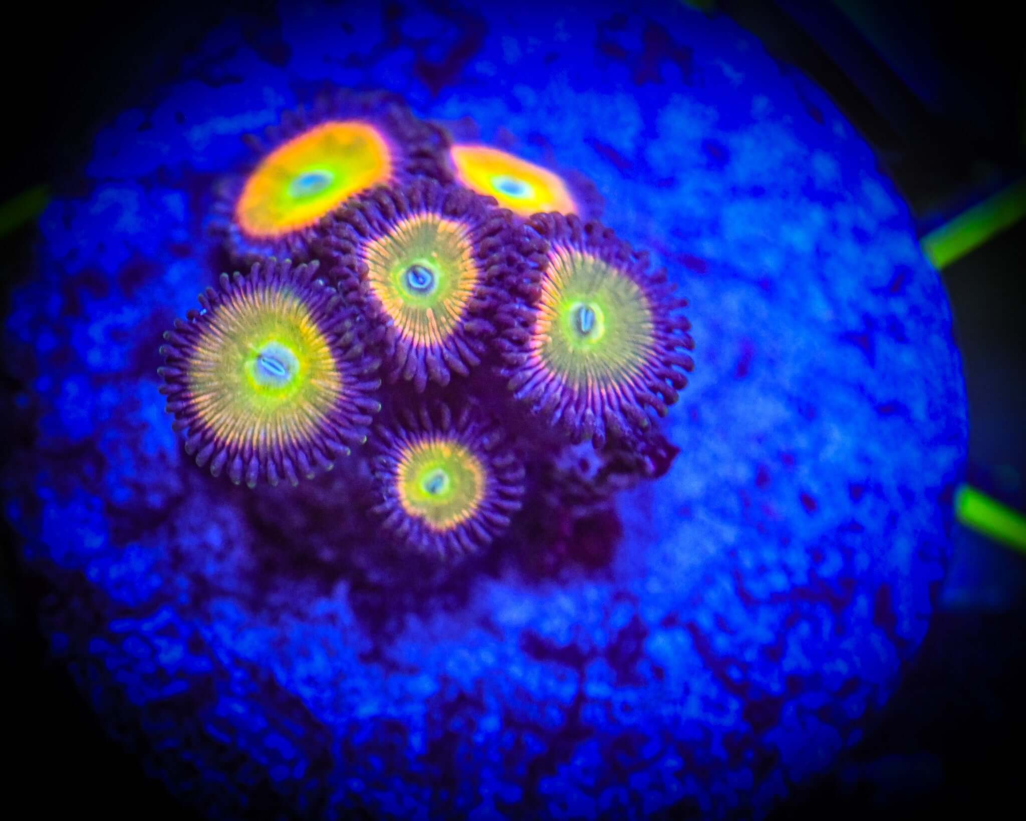 WYSIWYG Candy Apple Zoanthid Frag