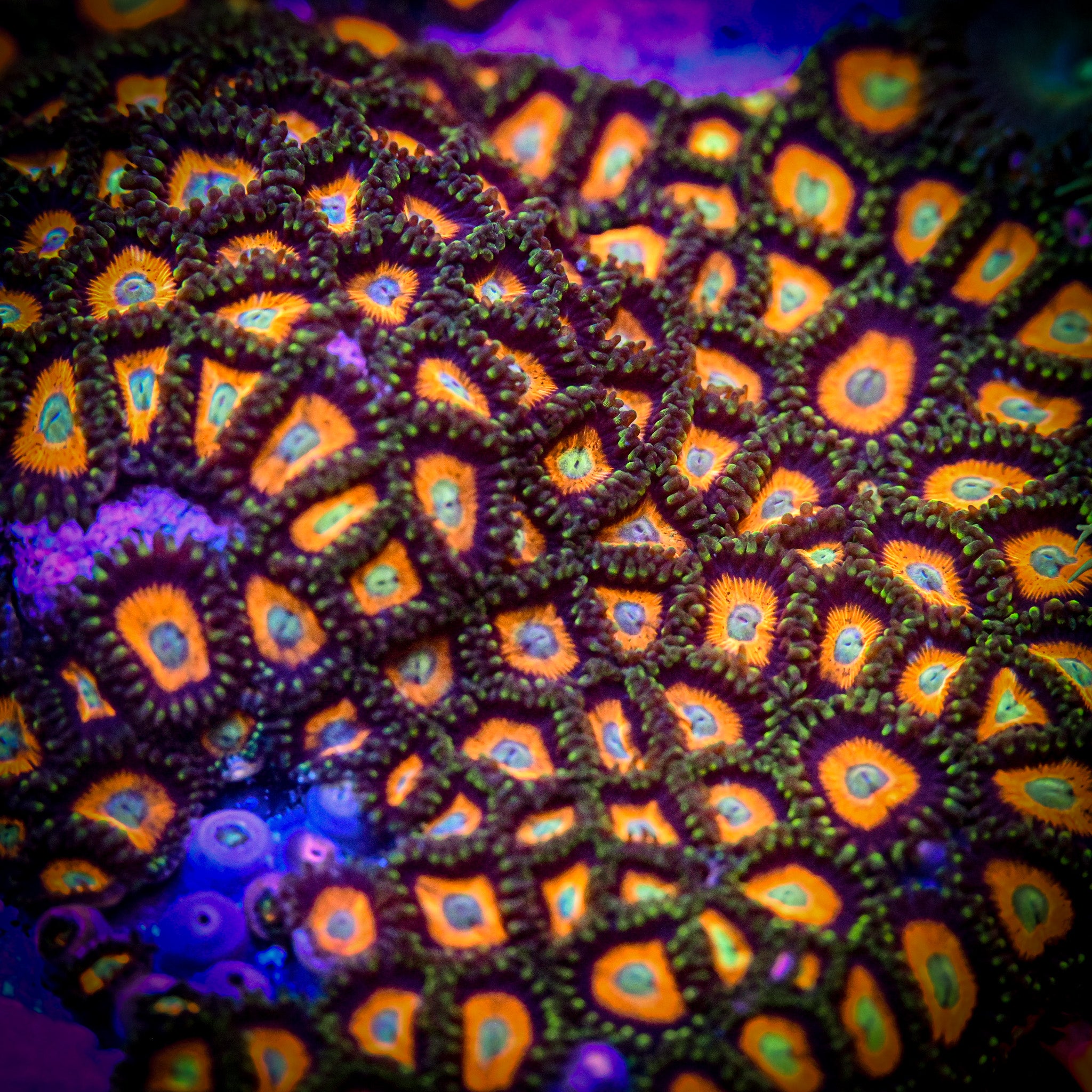 RC Smashing Pumpkins Zoanthid Frag