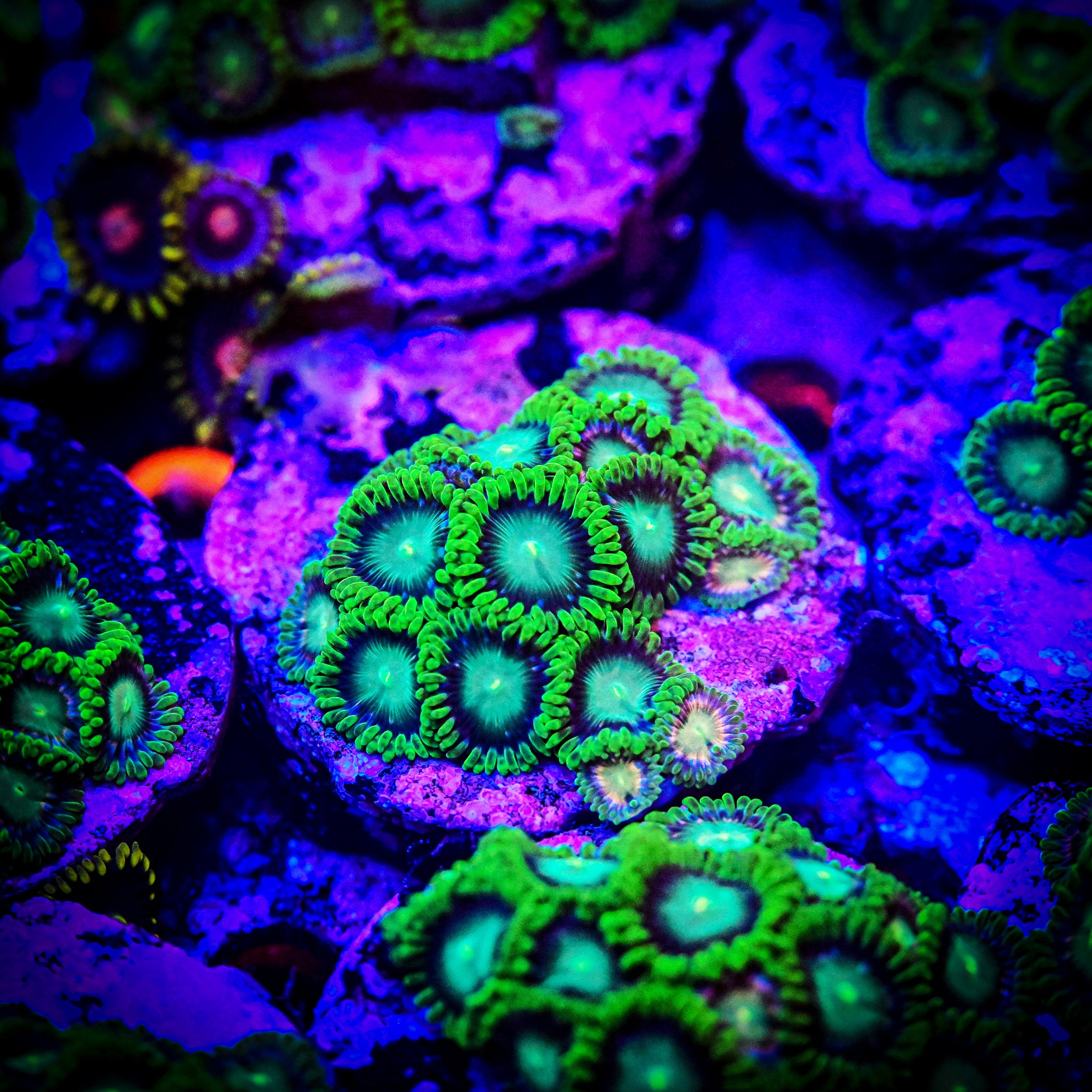 RC Lady Dragon Eyes Zoa Frag
