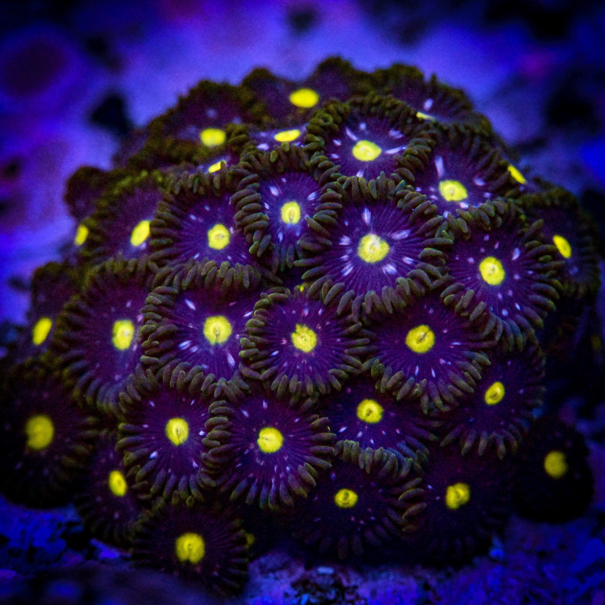 RC Antimatter Zoanthid Frag
