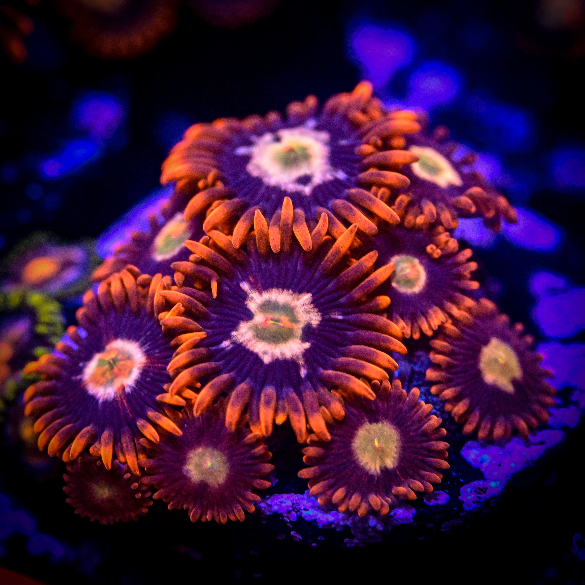 RC Firecracker Zoa Frag