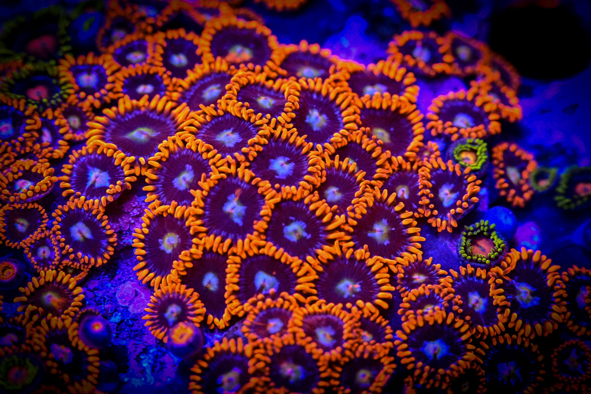 RC Fire and Ice Zoanthid Frag