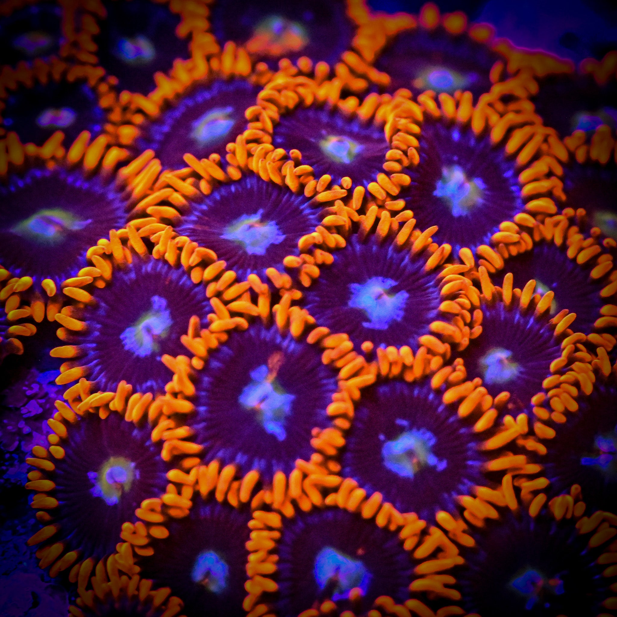 RC Fire and Ice Zoanthid Frag