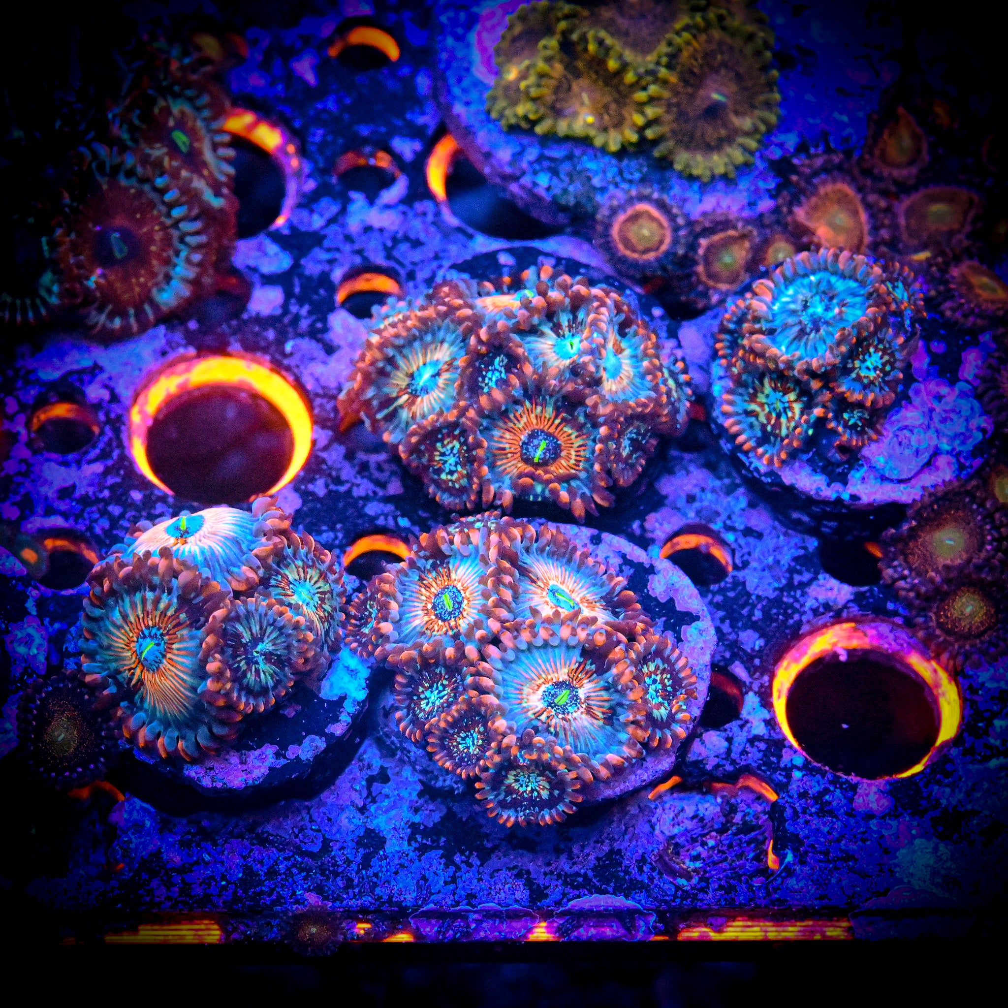 RC White Zombie Zoanthid Frag