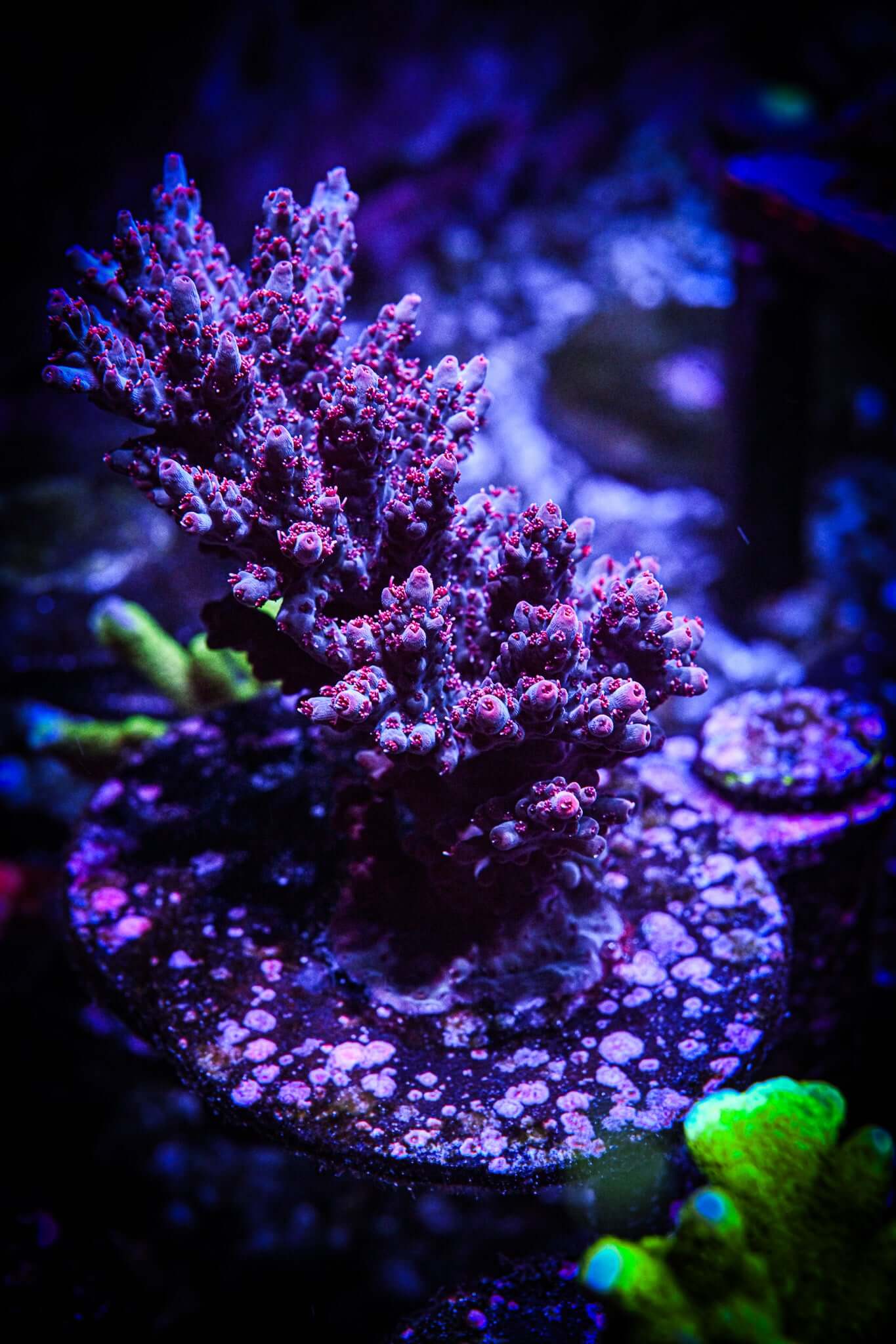 RC Boo Berry Acropora Frag *CUT-TO-ORDER*