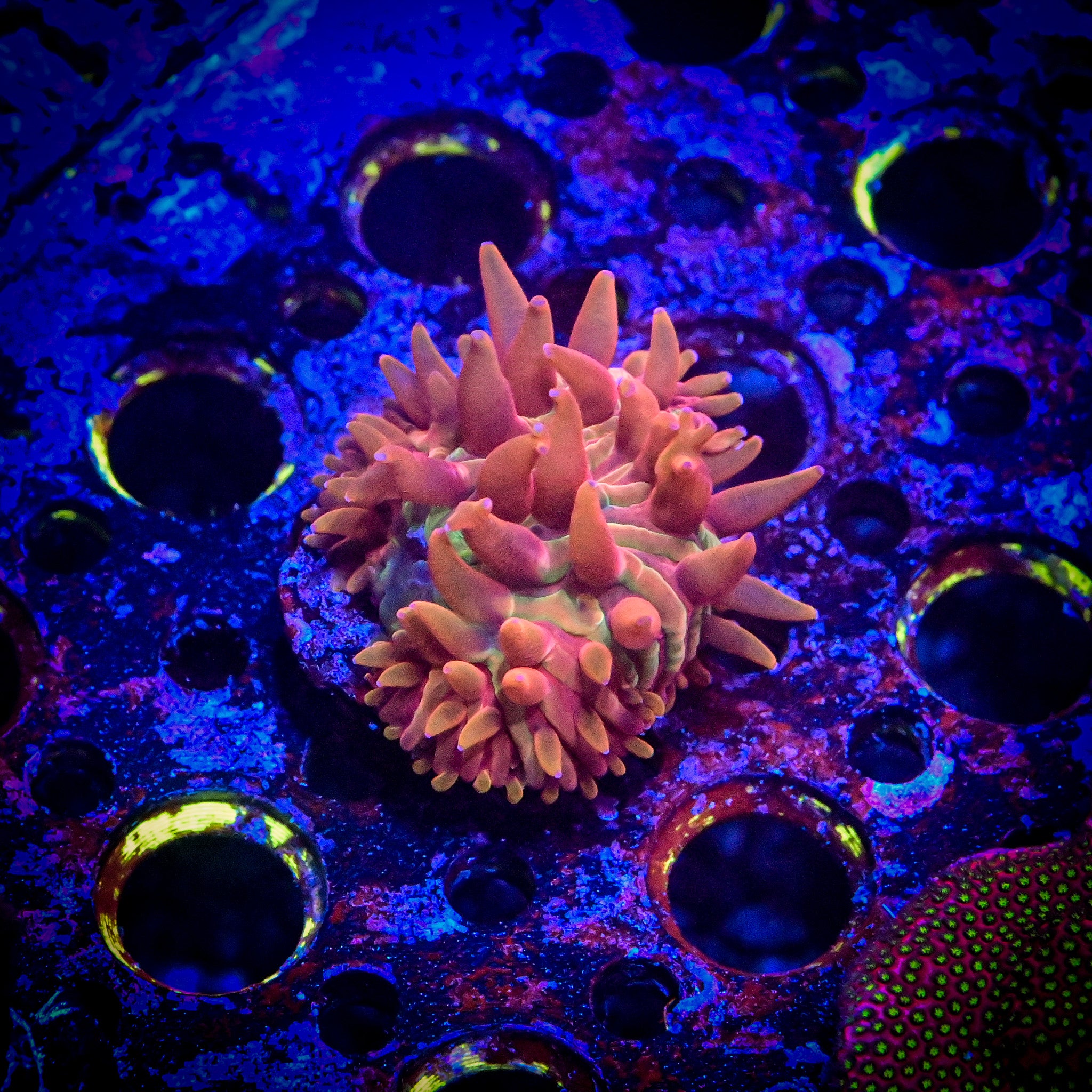RC Burning Rainbow Diaseris Plate Coral