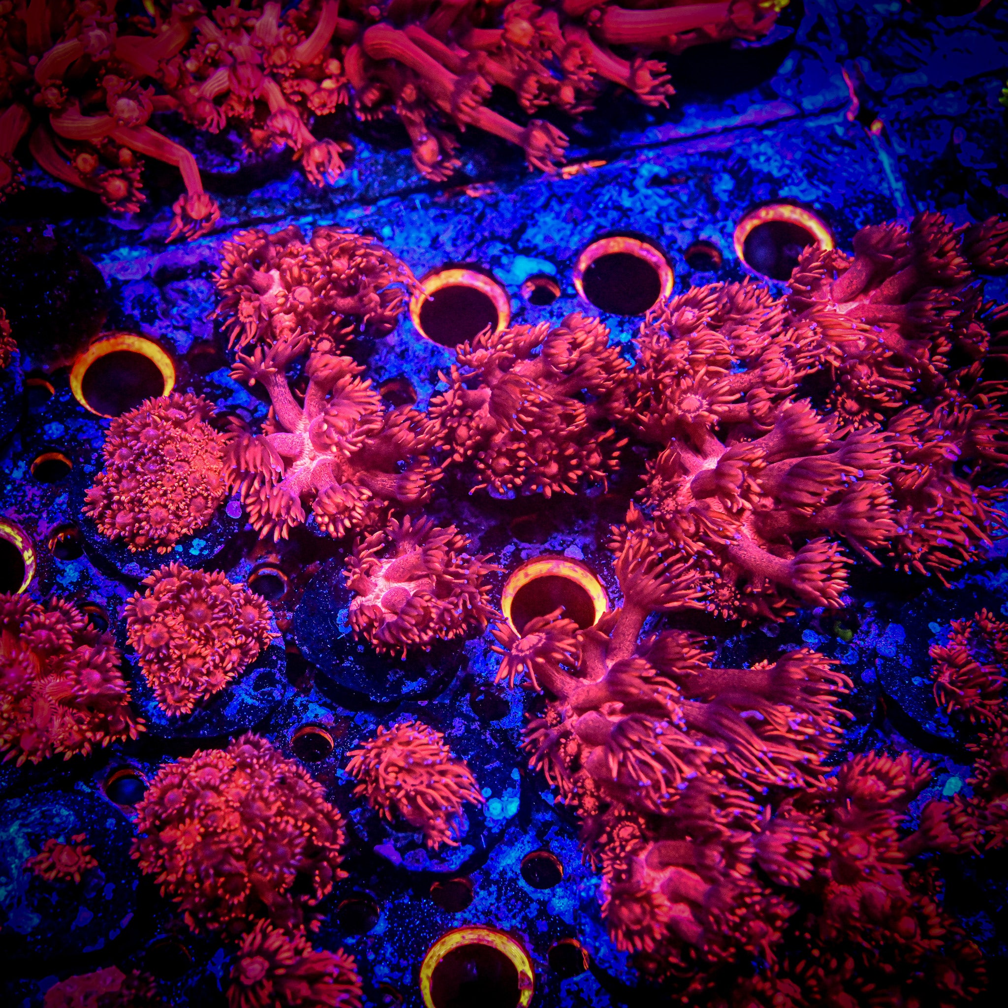 RC Red Light Goniopora Frag *ALMOST WYSIWYG*