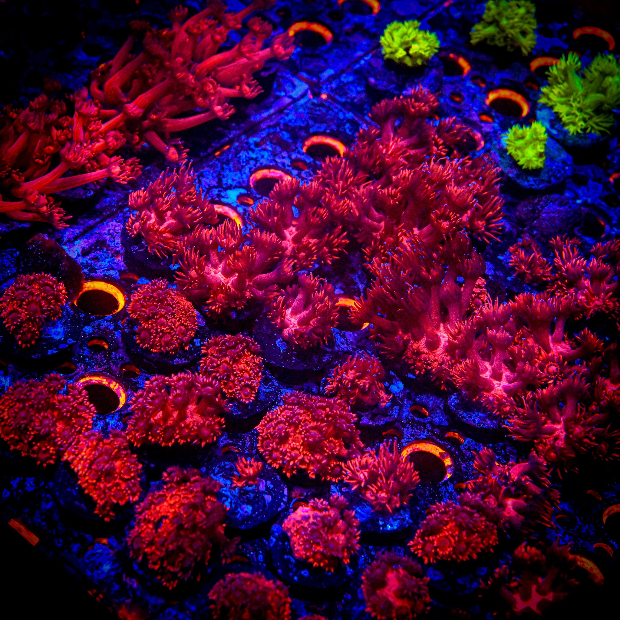 RC Red Light Goniopora Frag *ALMOST WYSIWYG*