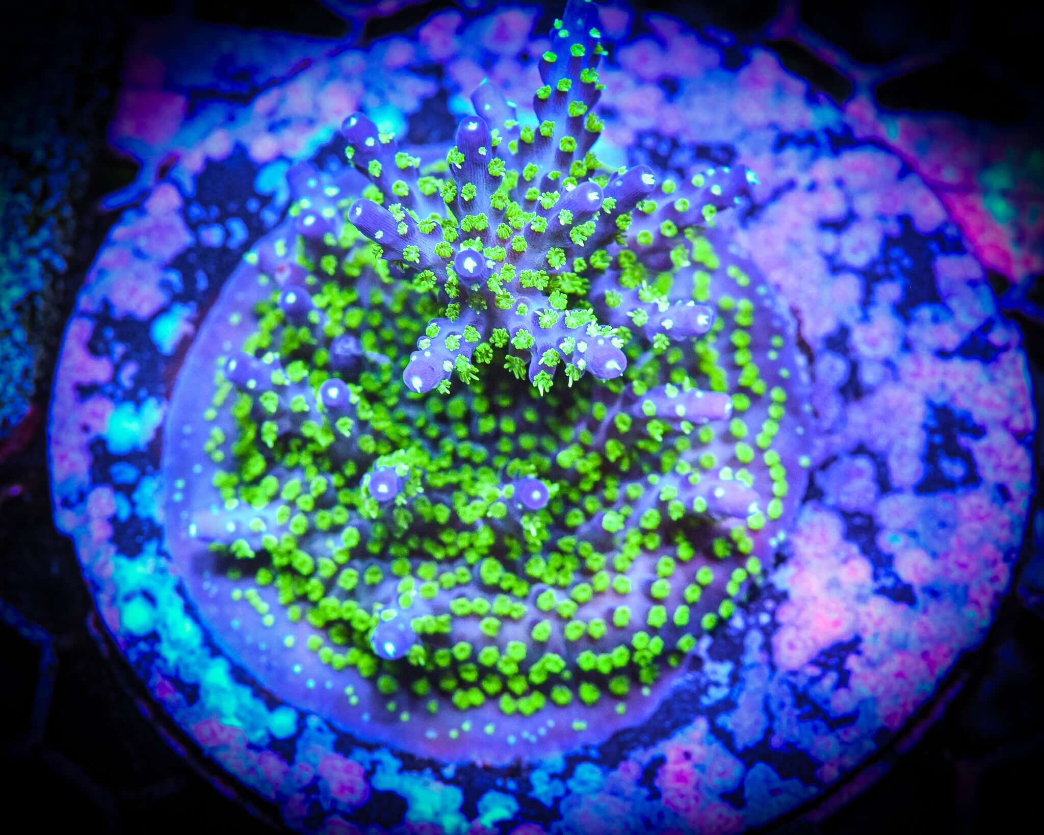 Reef Chasers Buy Corals Online TSA Sour Patch Acropora Mini Colony