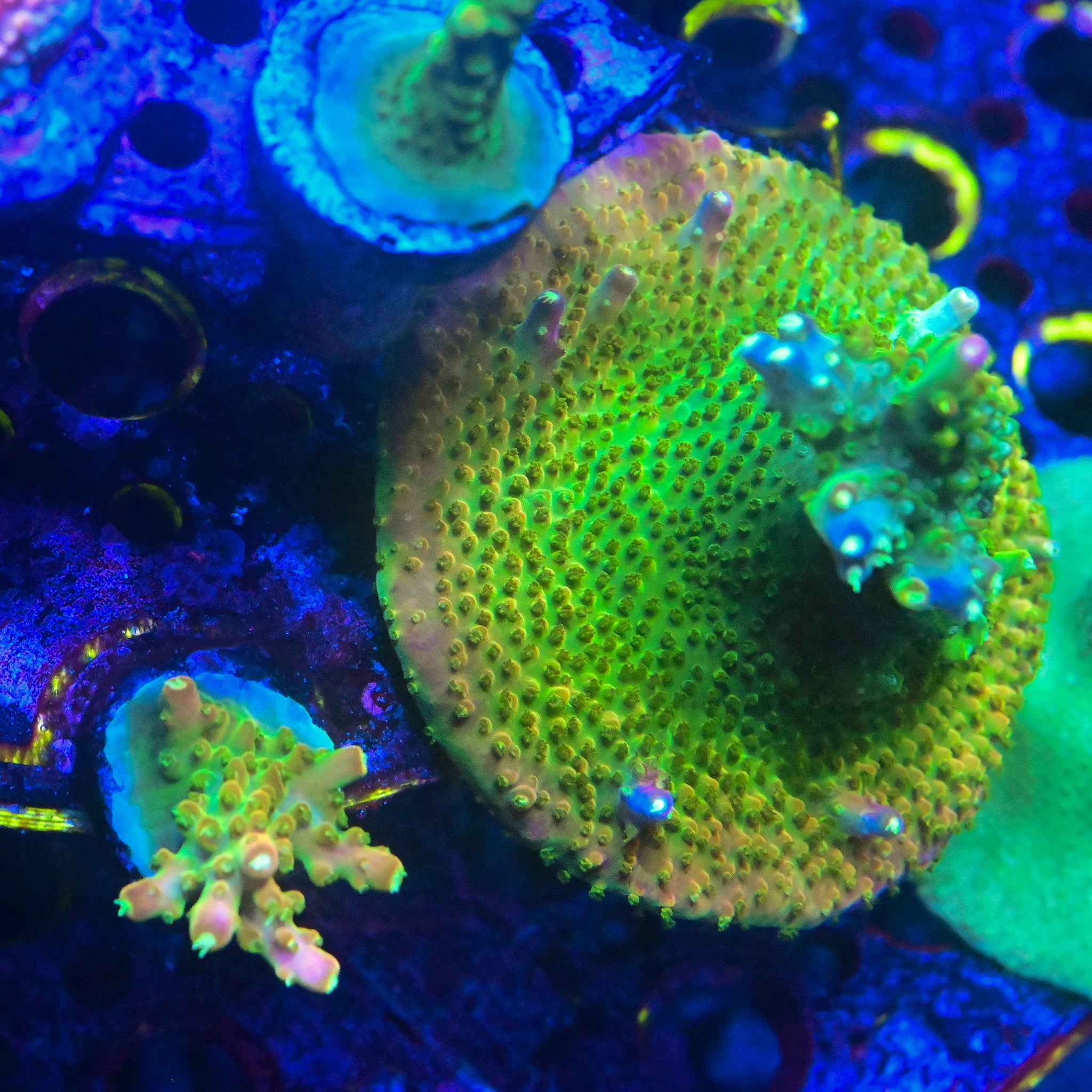 RR Asian Rainbow Loom Frag
