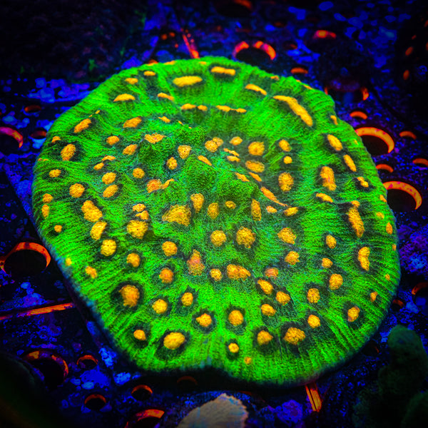 Reef Chasers | Buy Corals Online | JF Raja Rampage Frag