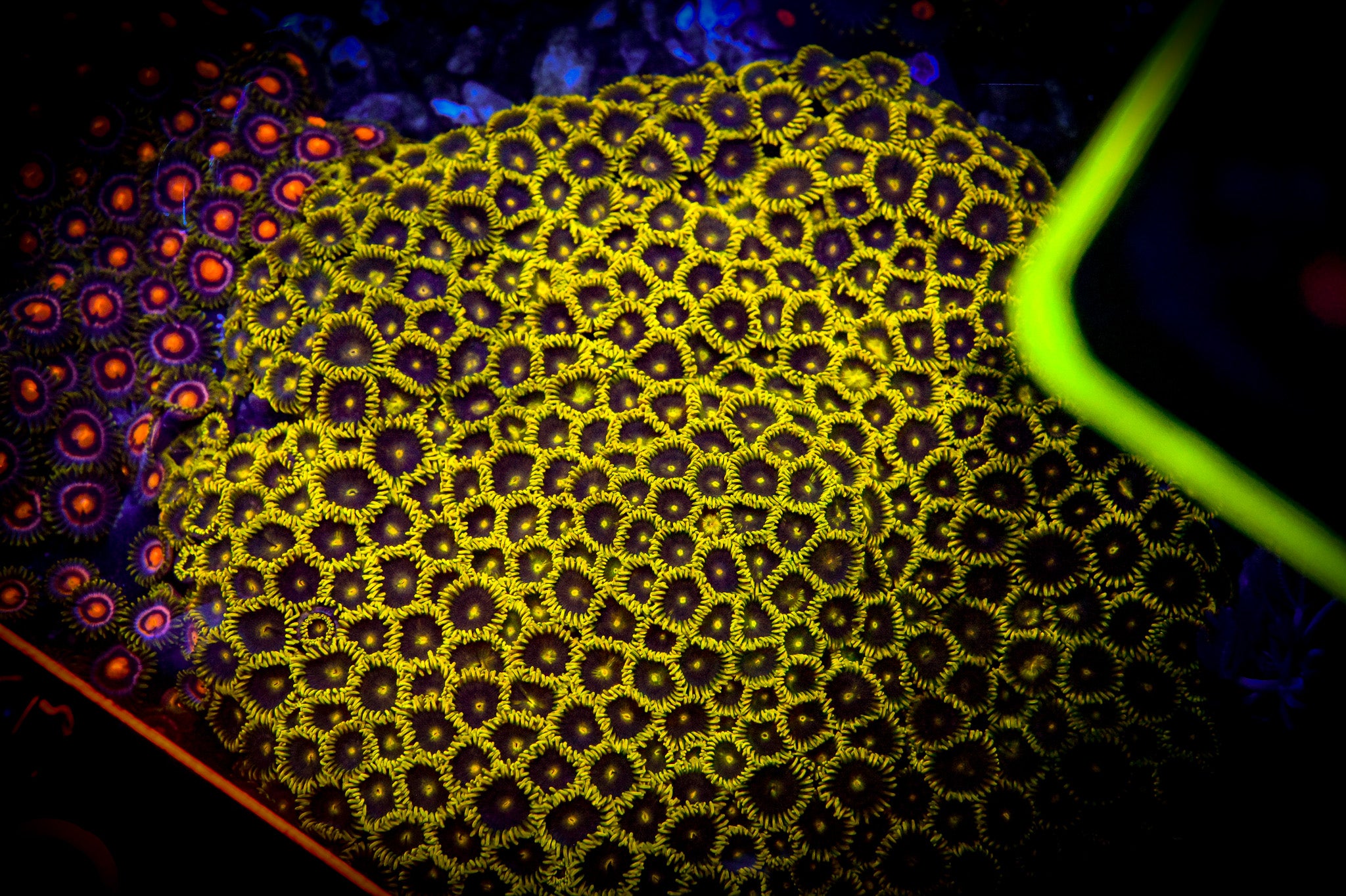 Reef Chasers | Buy Corals Online | CC Starfighter Zoanthid Frag