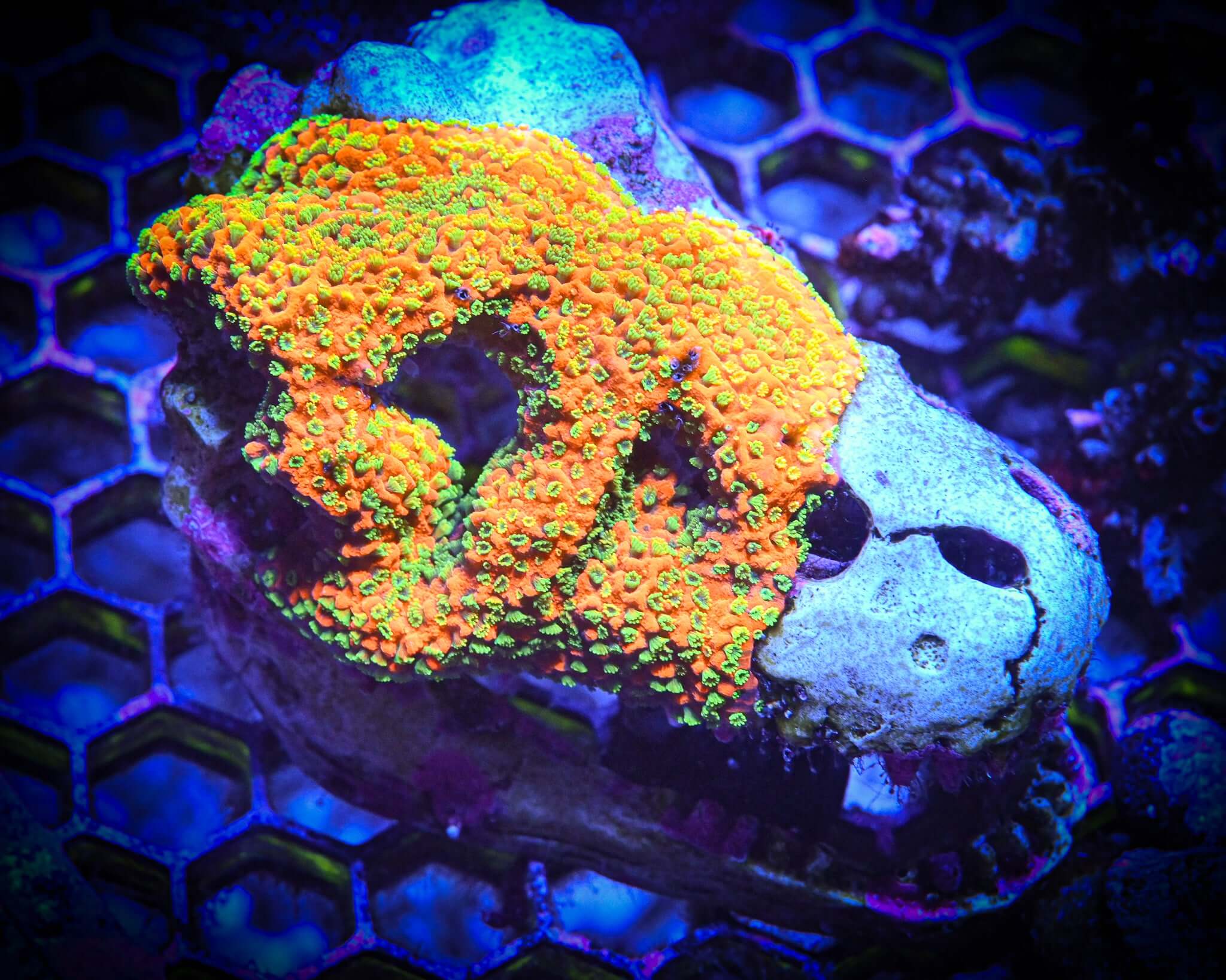 JF Sunset Montipora Dino Skull *WYSIWYG*