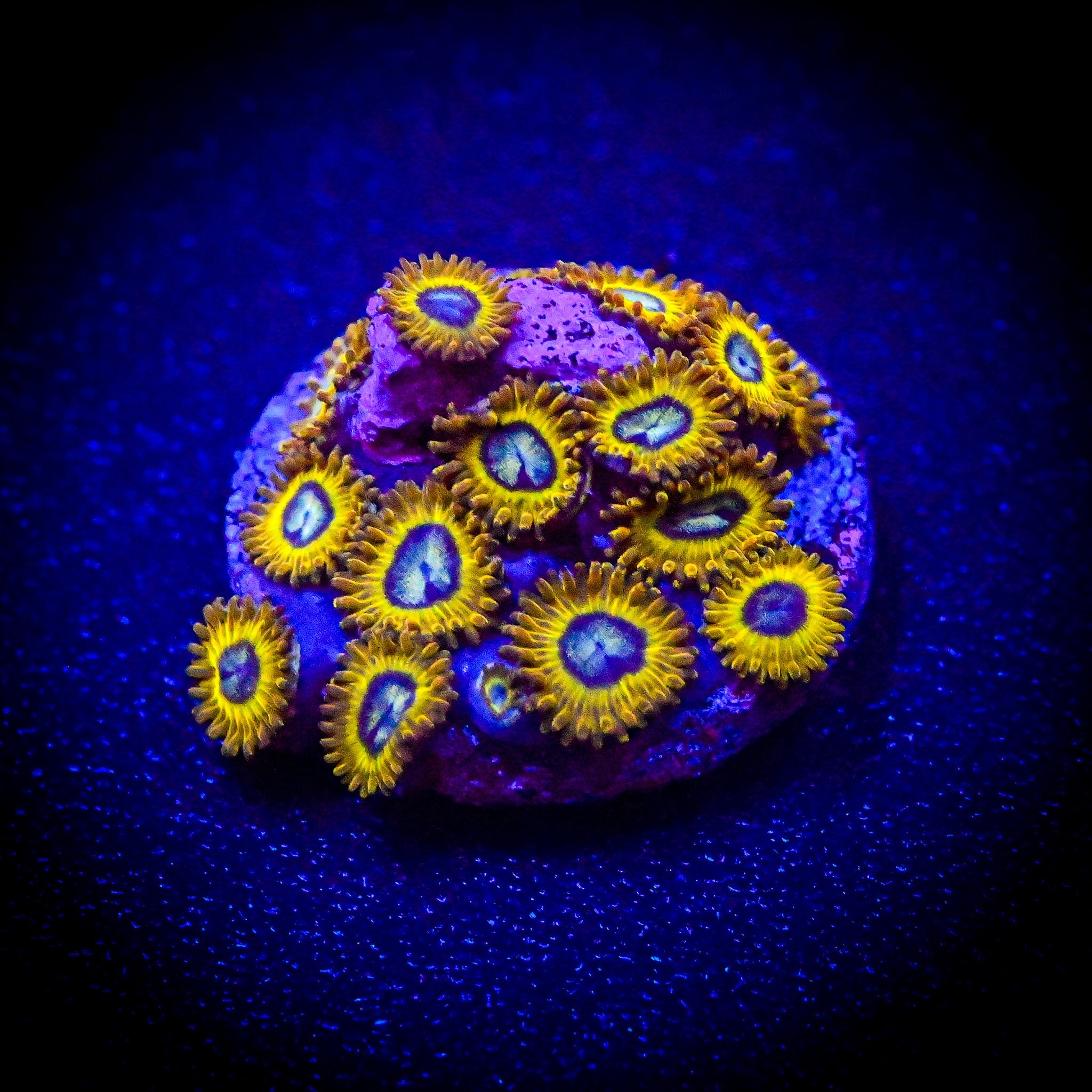 RC Pikachu Zoanthid Frag