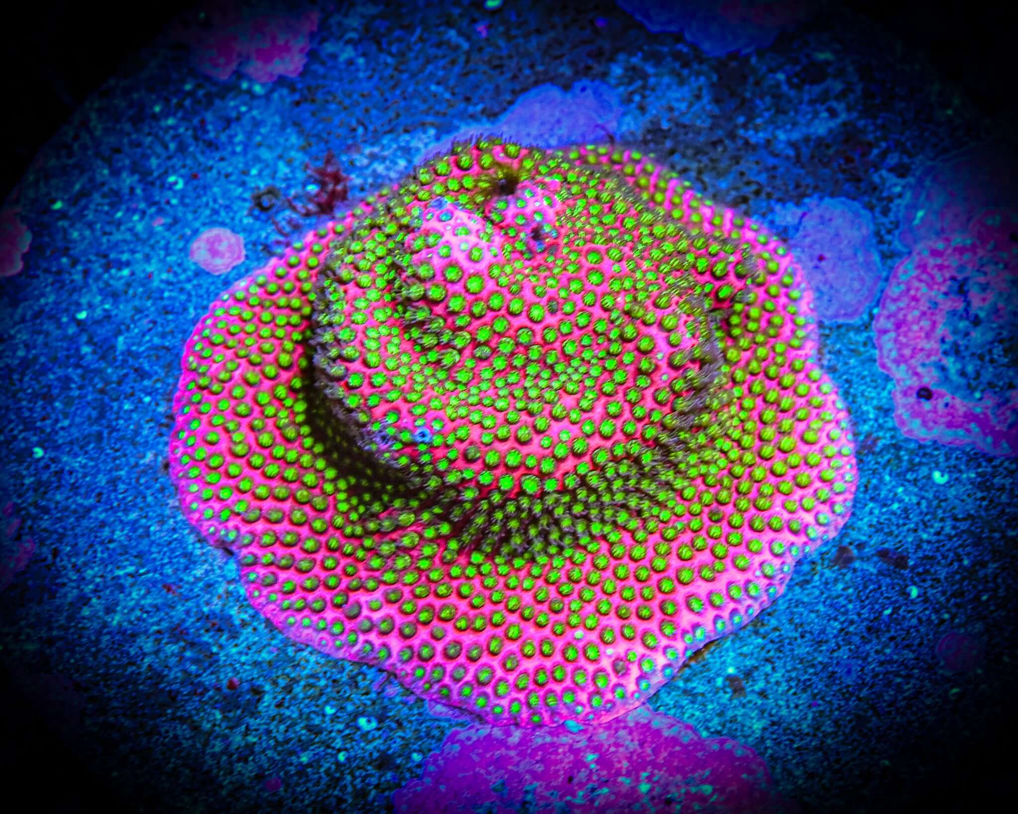 WWC Electric Daisy Stylo Frag