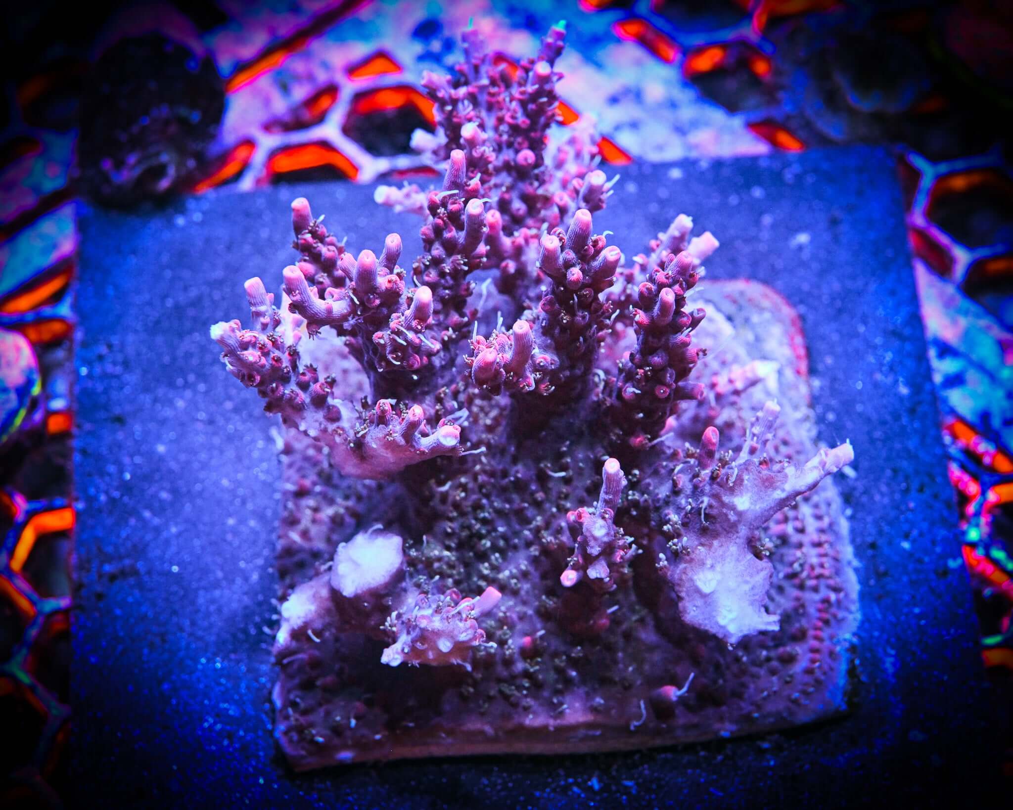 RC Red Dragon Acropora Frag *CUT-TO-ORDER*