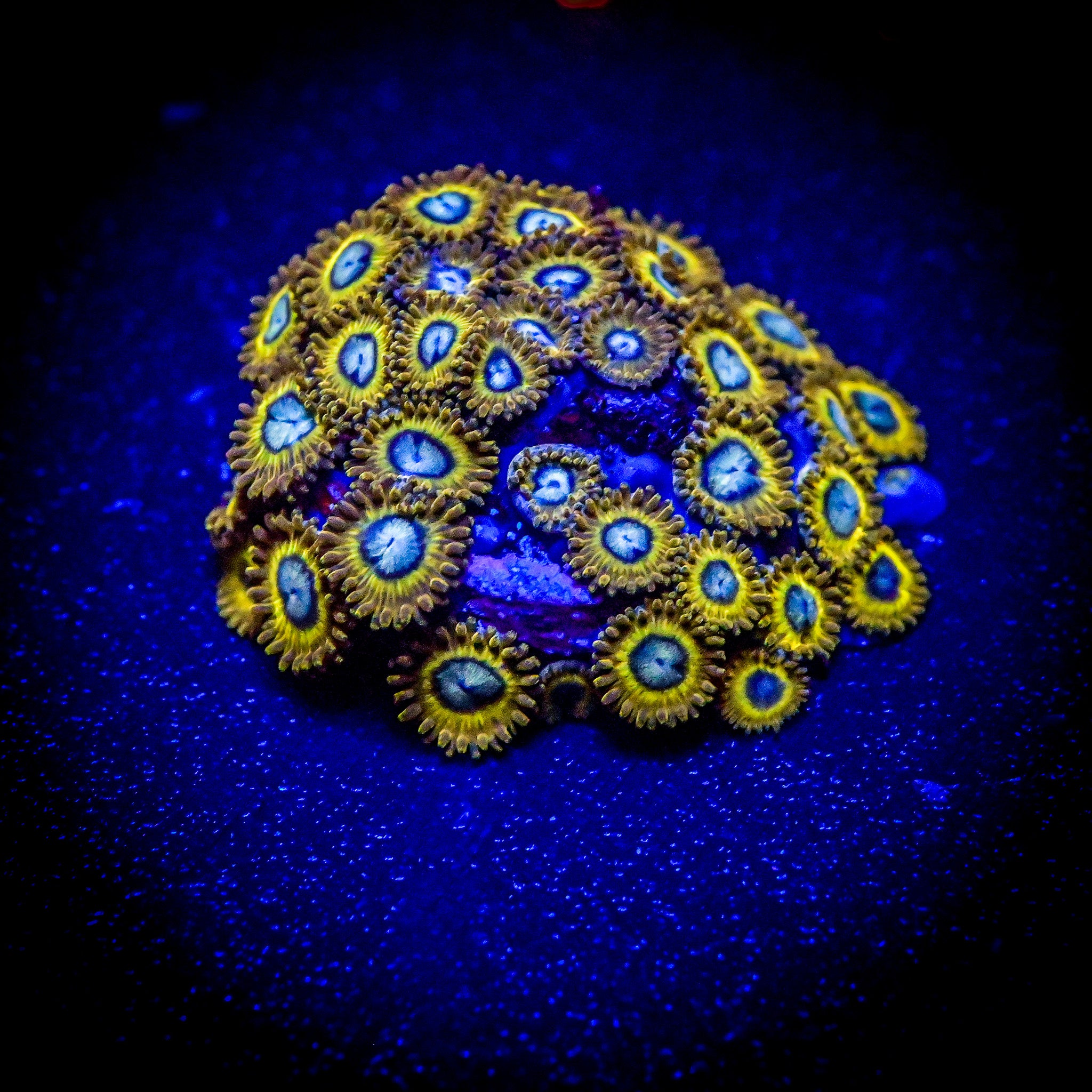 RC Pikachu Zoanthid Frag