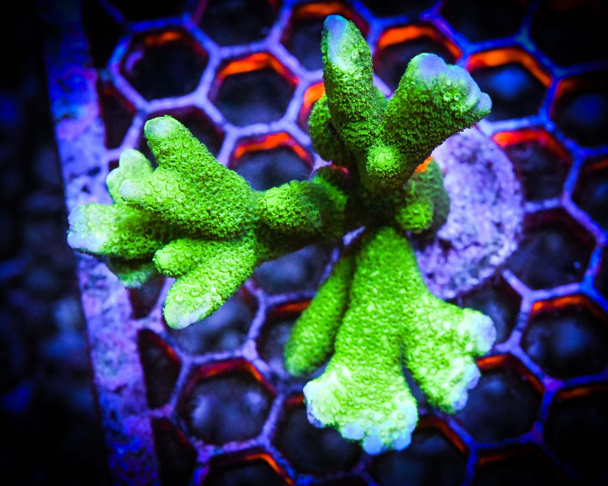 RC Green Montipora Digitata Frag