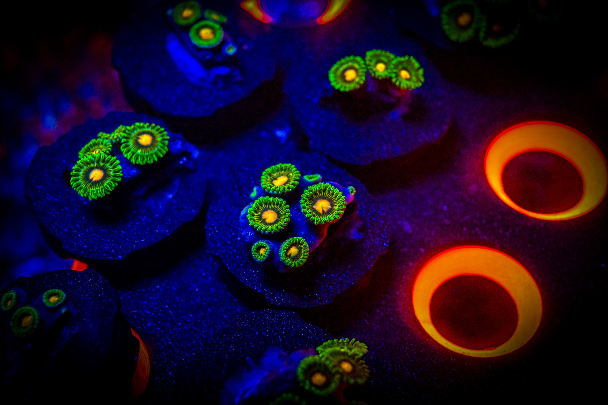 RC Roronoa Zoa Frag