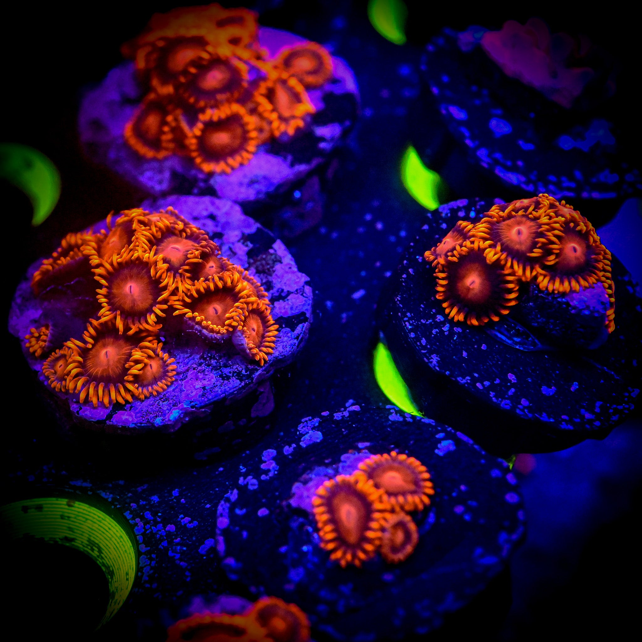 RC BAM BAM Zoanthid Frag