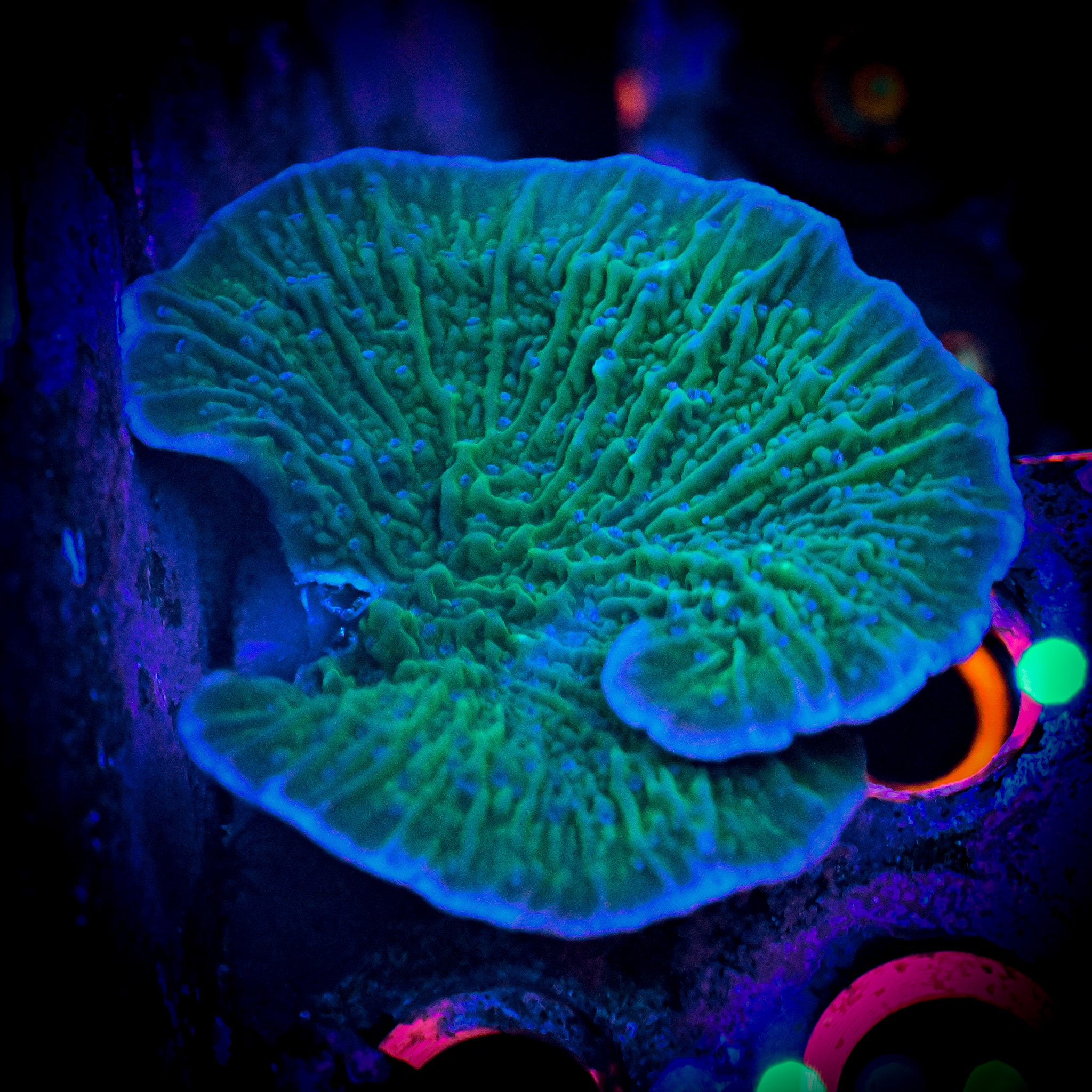 RC Blueberry Fields Montipora Cap