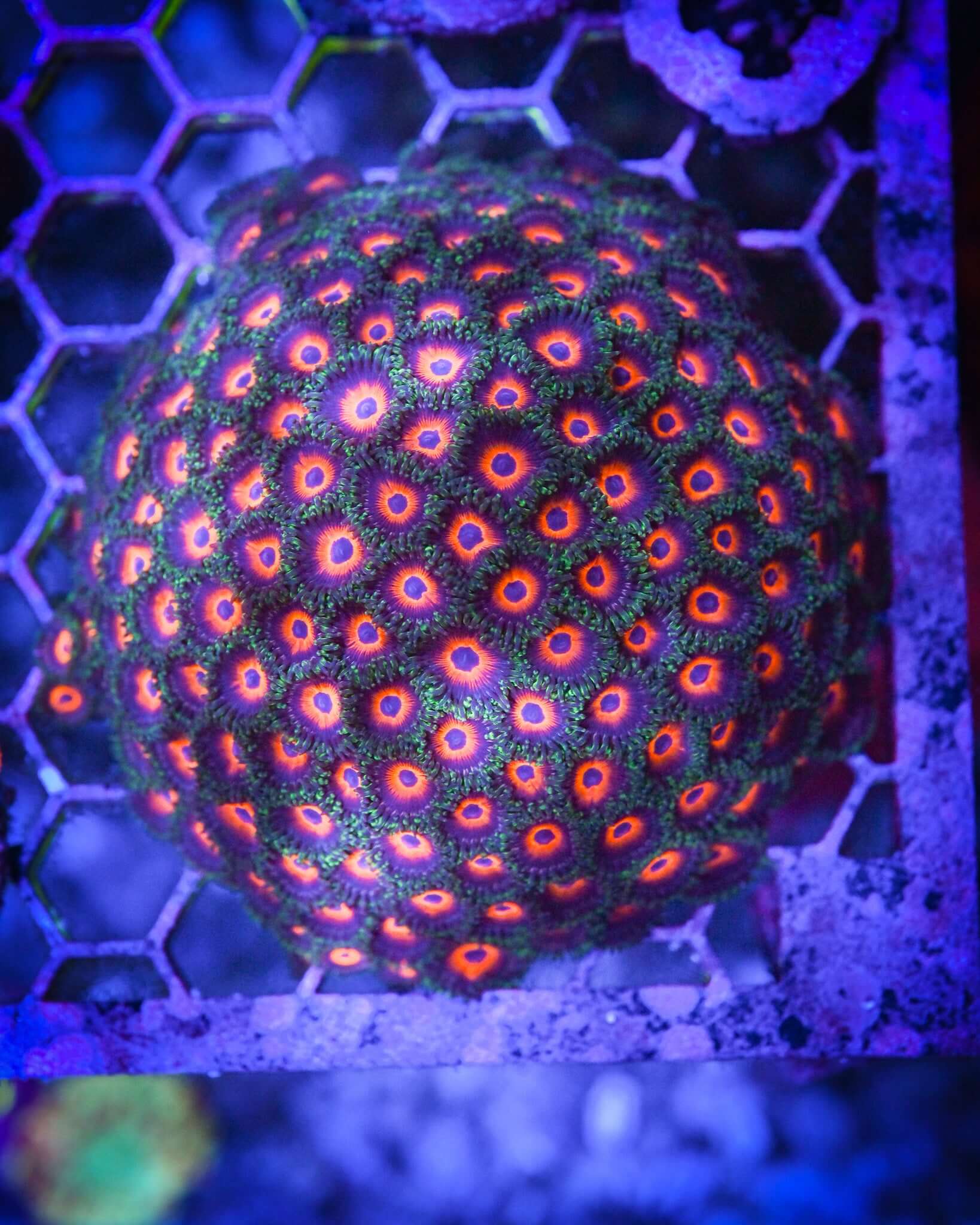 RC Watermelon Zoanthids