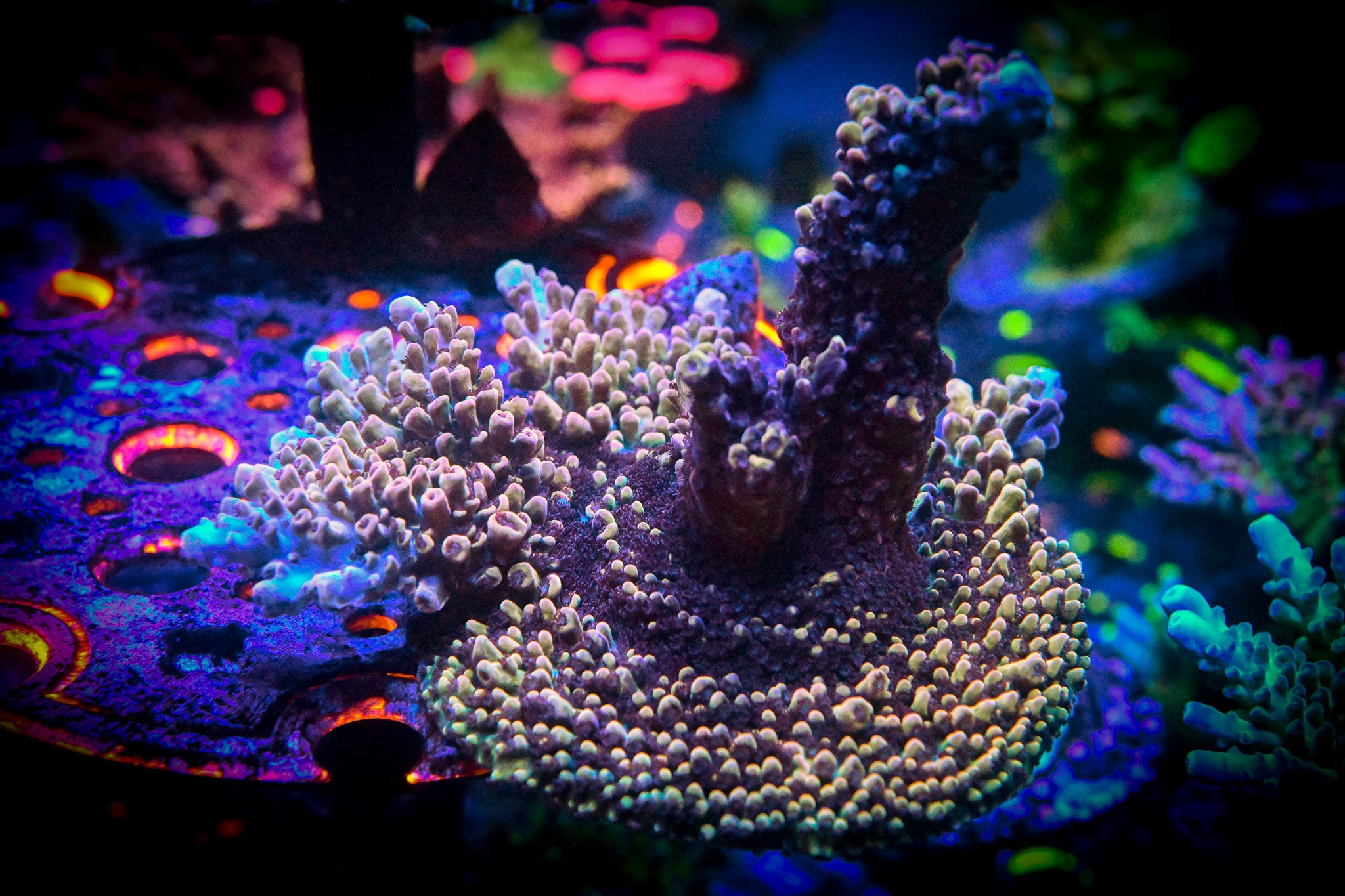 RC Blueberry Crumble Acropora