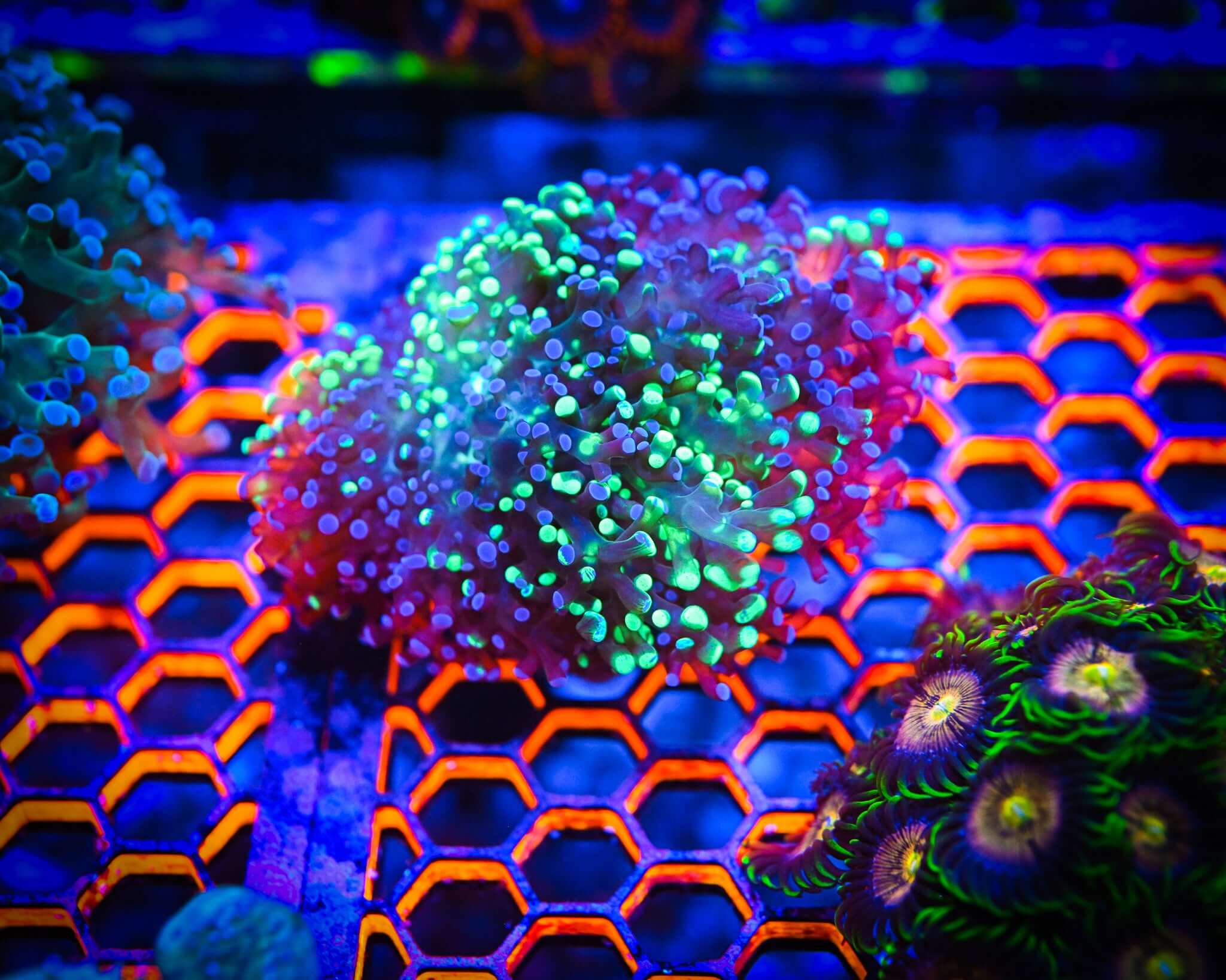 Ultra Bi-Color Frogspawn Coral with Green and Purple Tips under Aquarium Lights