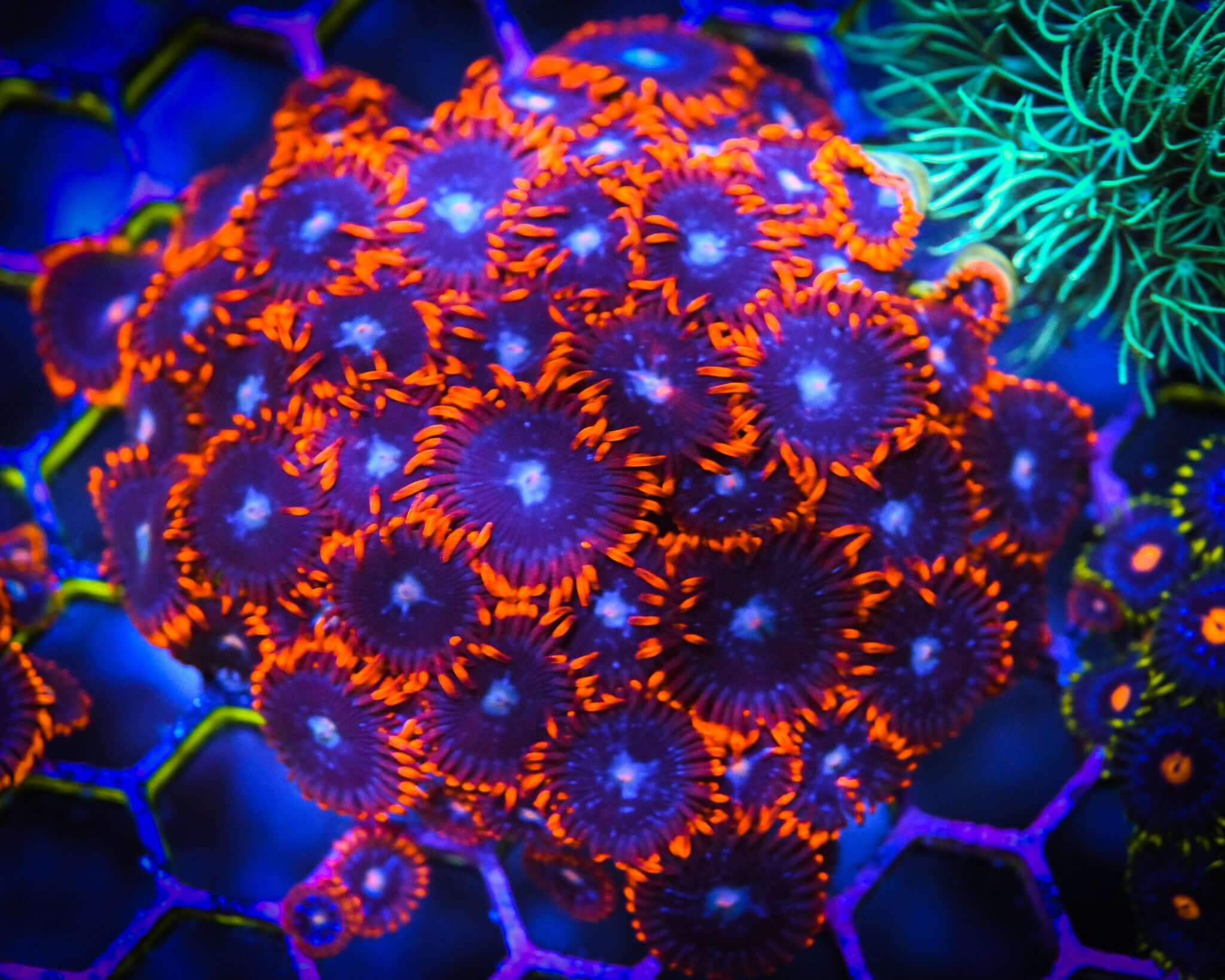 RC Fire & Ice Zoanthid