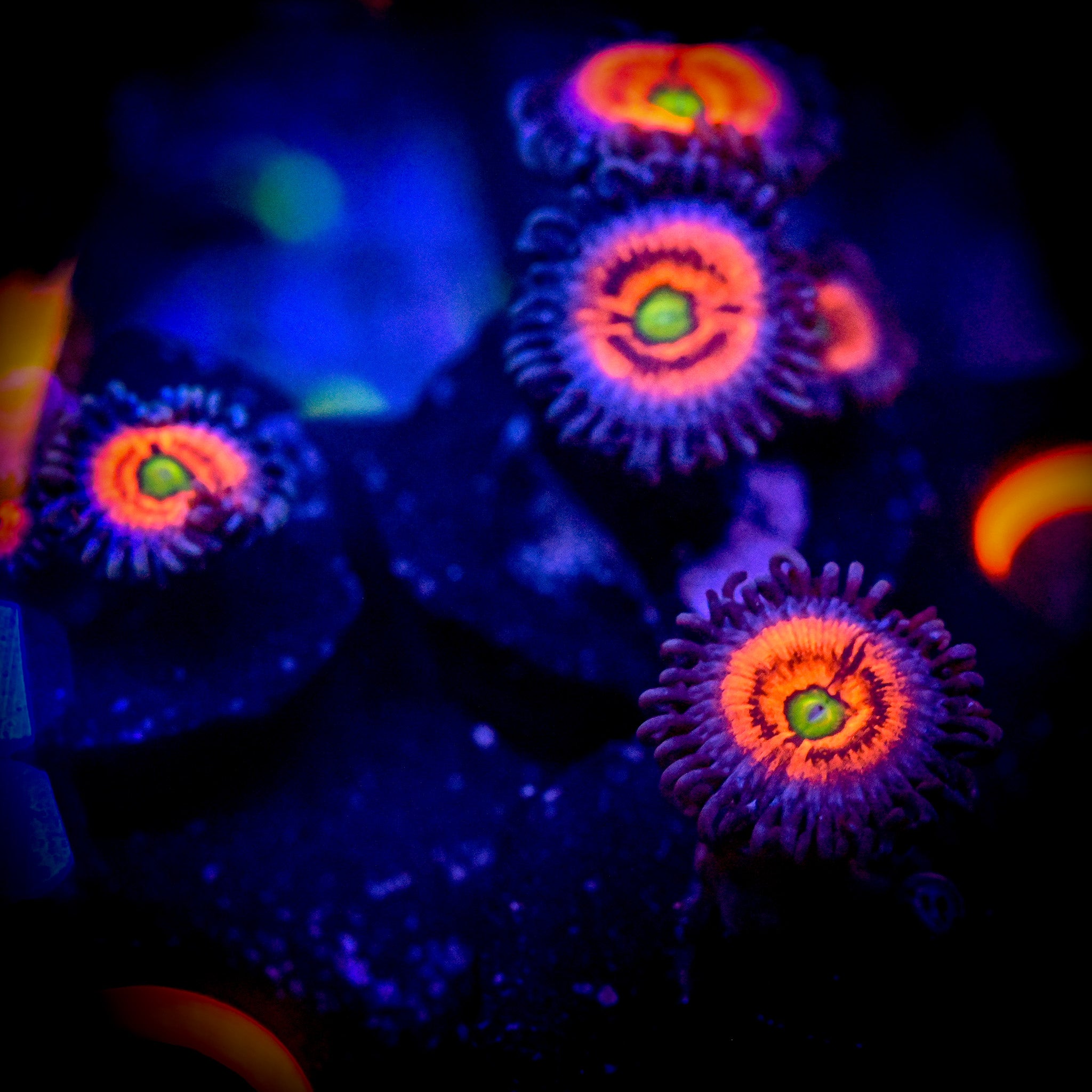 JF Everlasting Gobstoppers