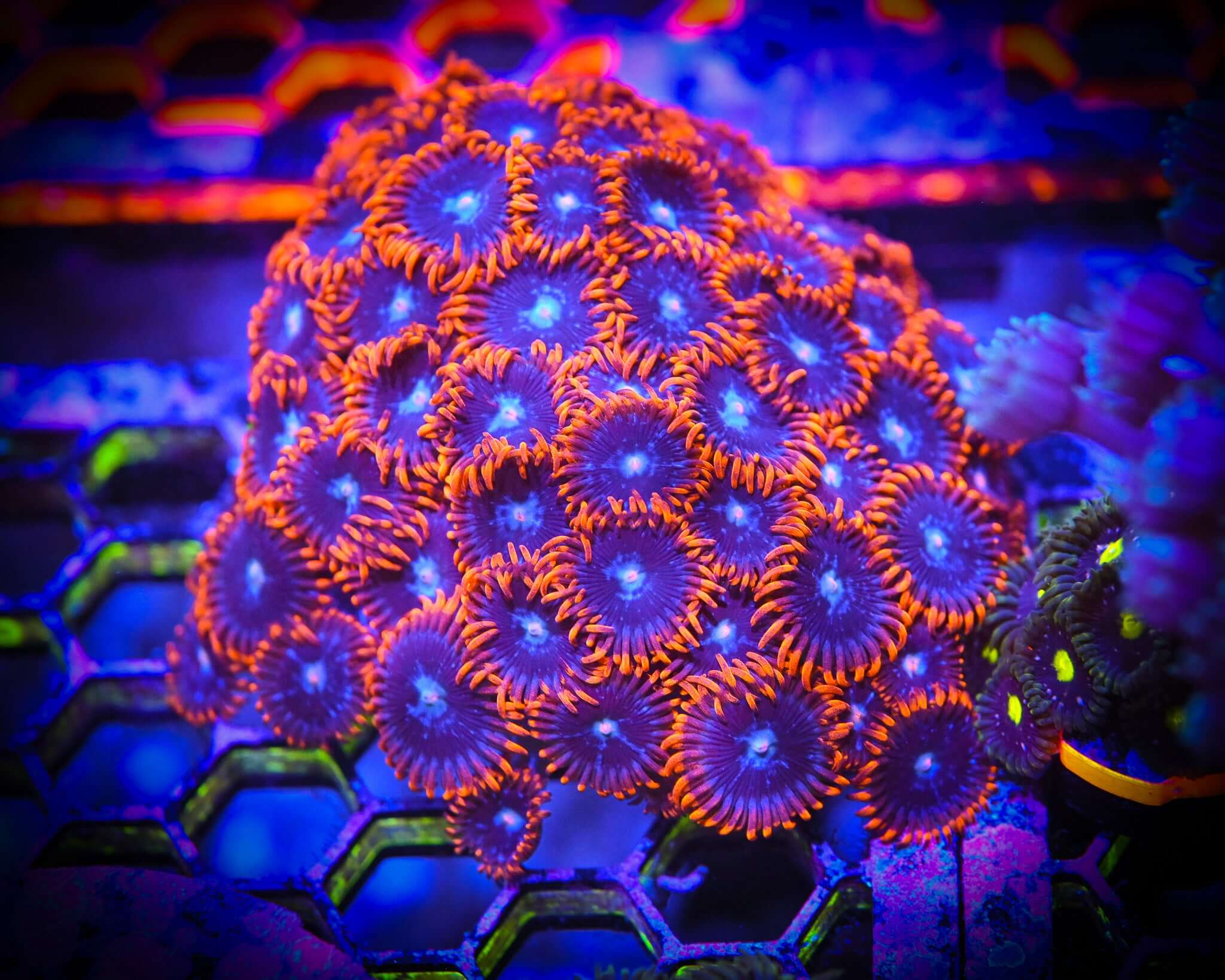 RC Fire and Ice Zoanthid Frag