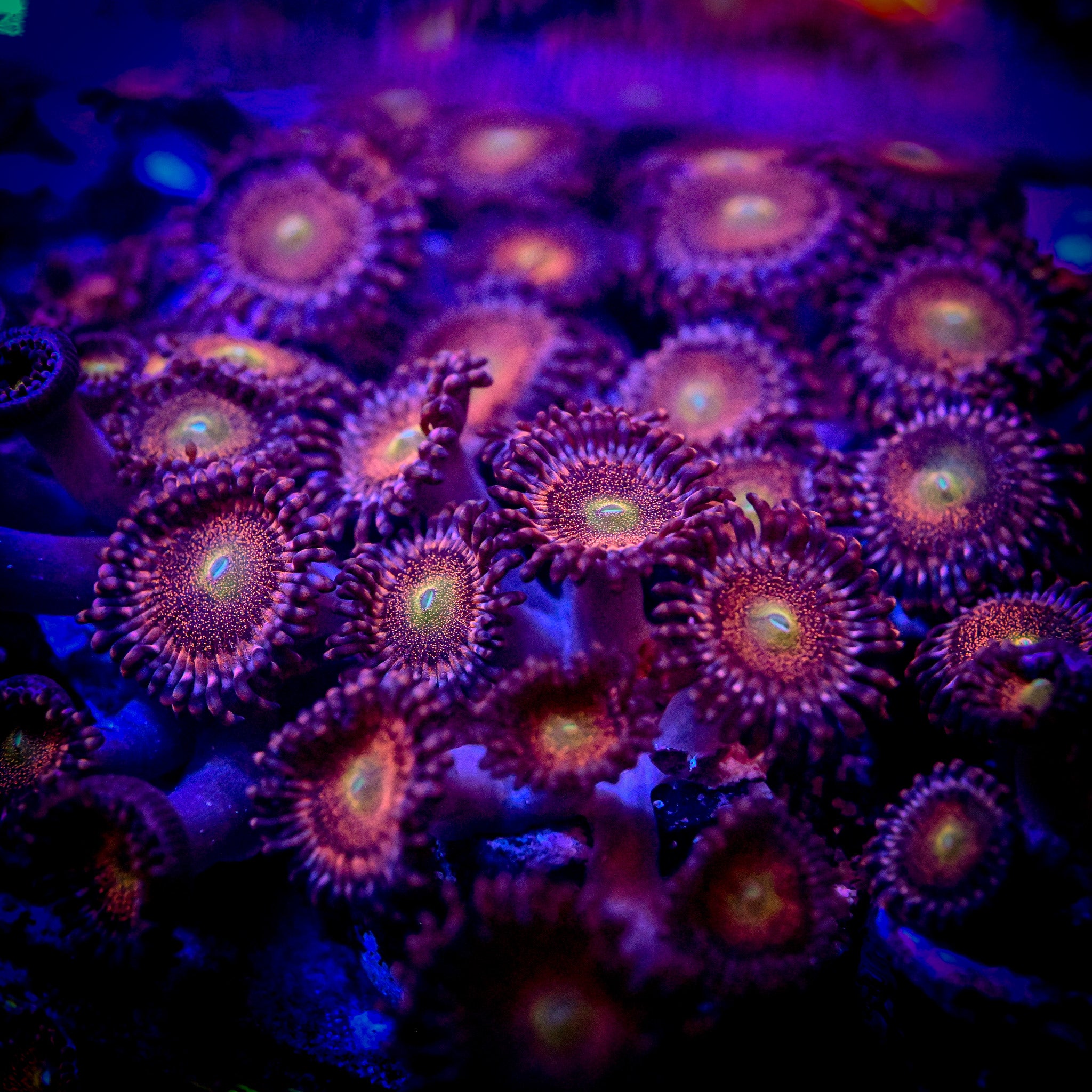RC Mohawk Zoa Frag