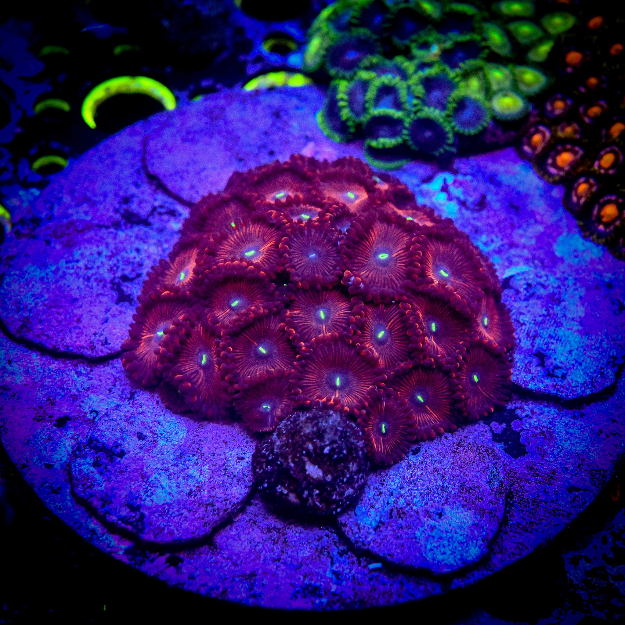 RC Red People Eater Zoa Frag
