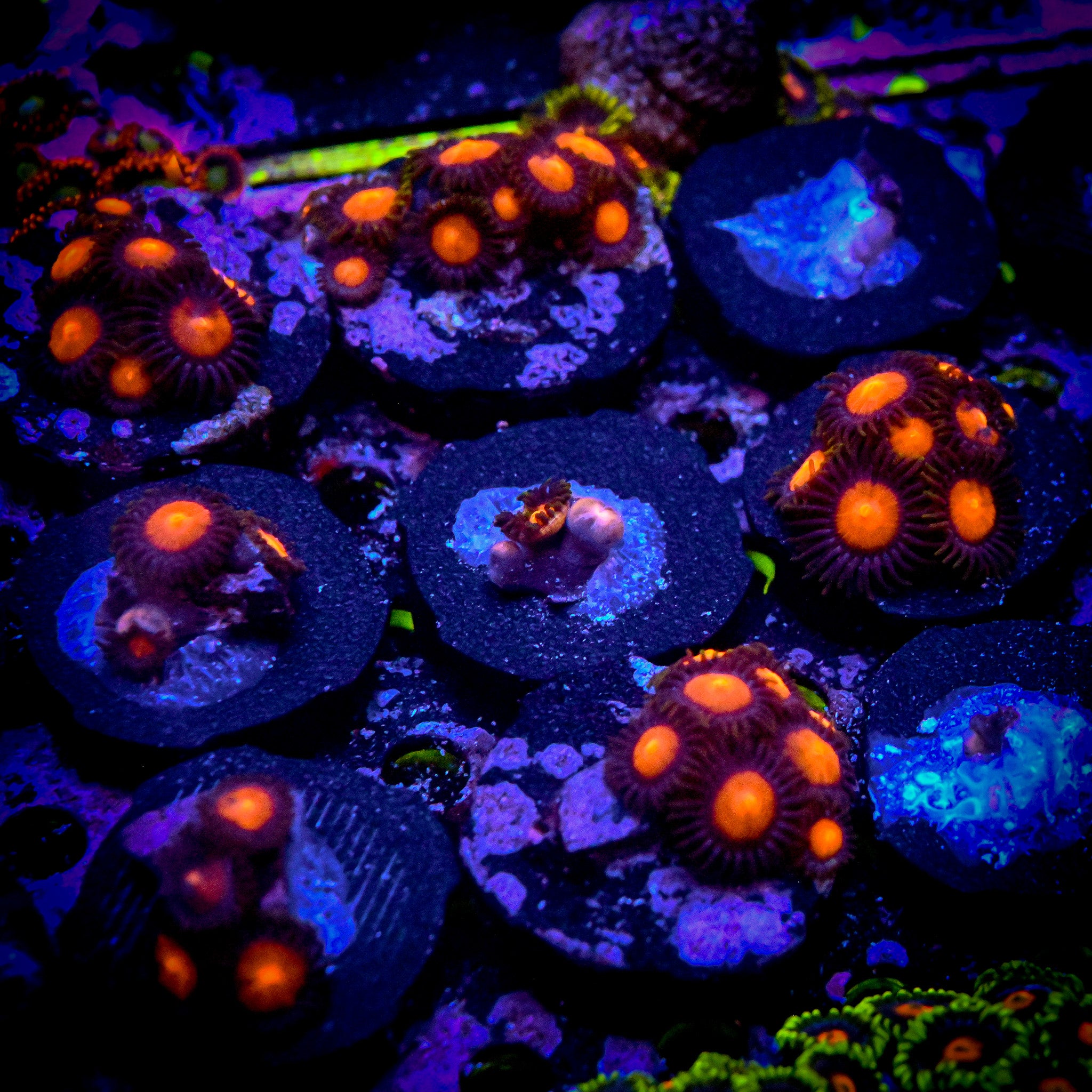 RC Warbirds Zoa Frag
