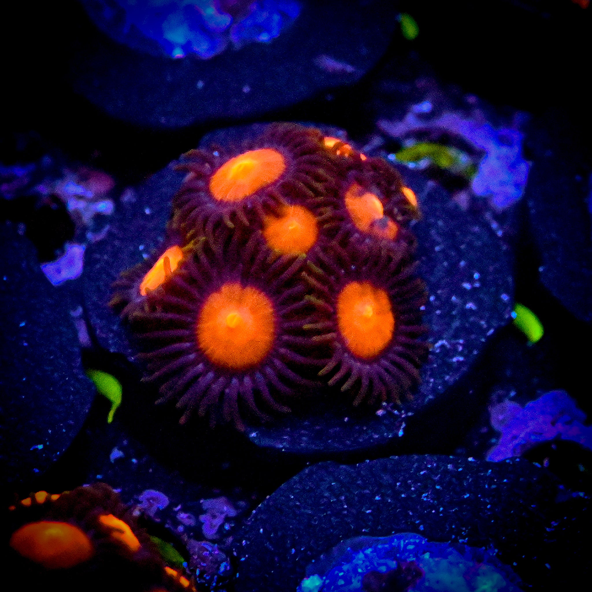 RC Warbirds Zoa Frag