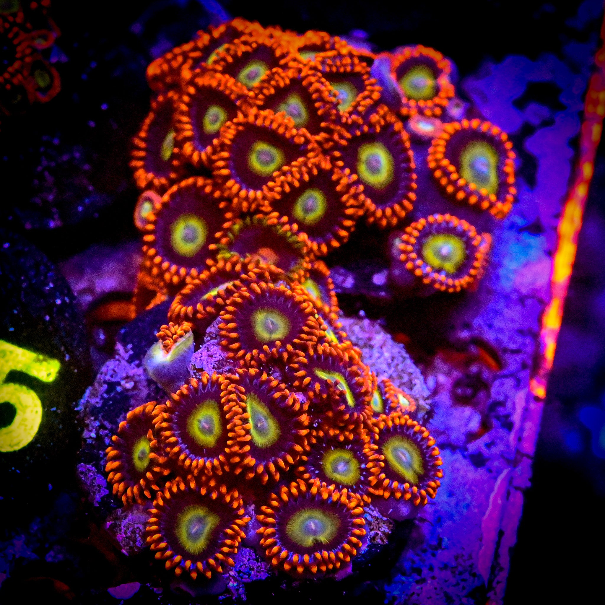RC Fruitopia Zoanthid Frag