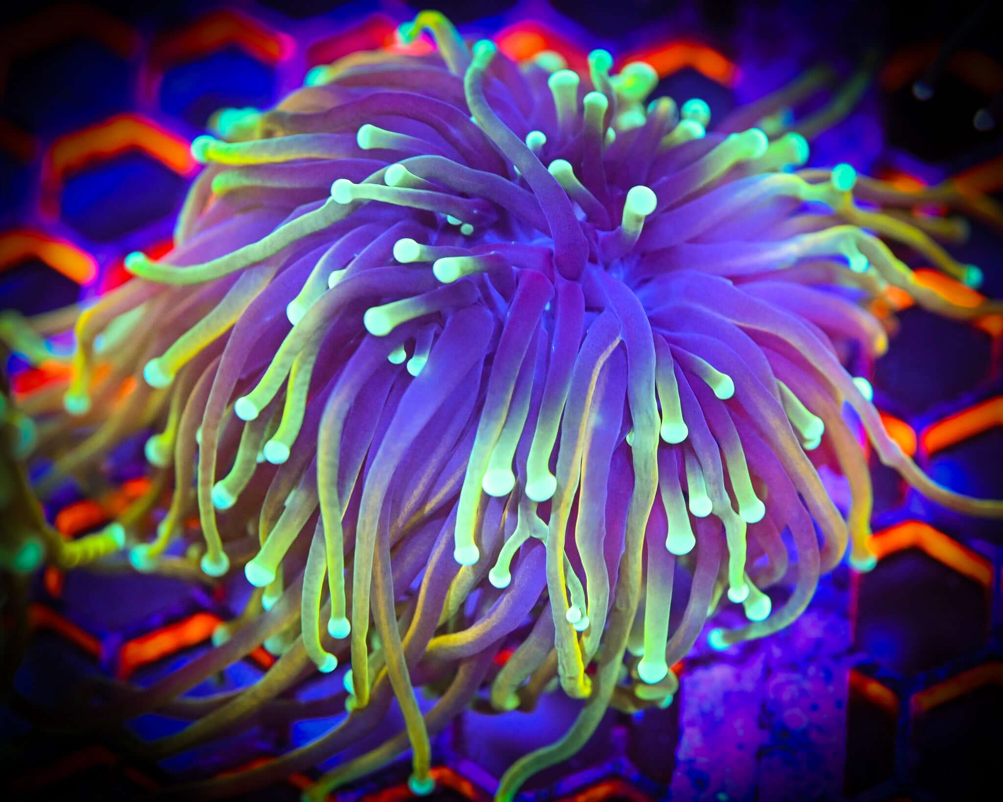 Vibrant Hellfire Torch coral with neon tips in excellent condition. For more details, visit our Coral Care Blog. Moderate (100-150 PAR) care.