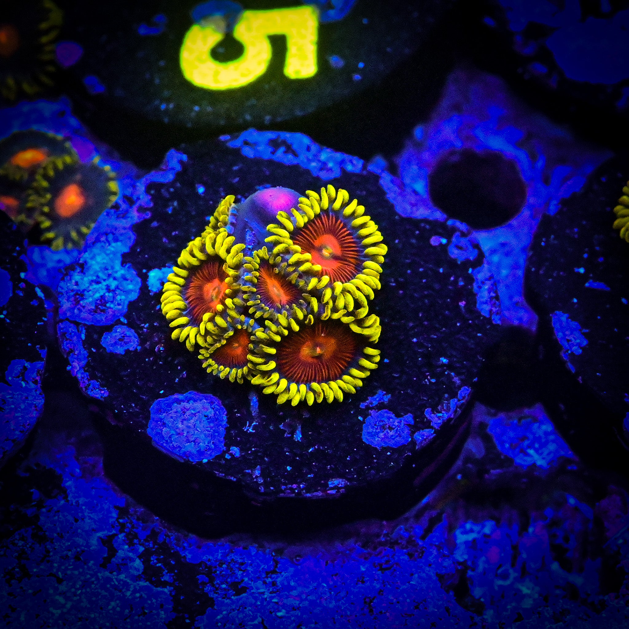CC Spitfire Zoanthid Frag
