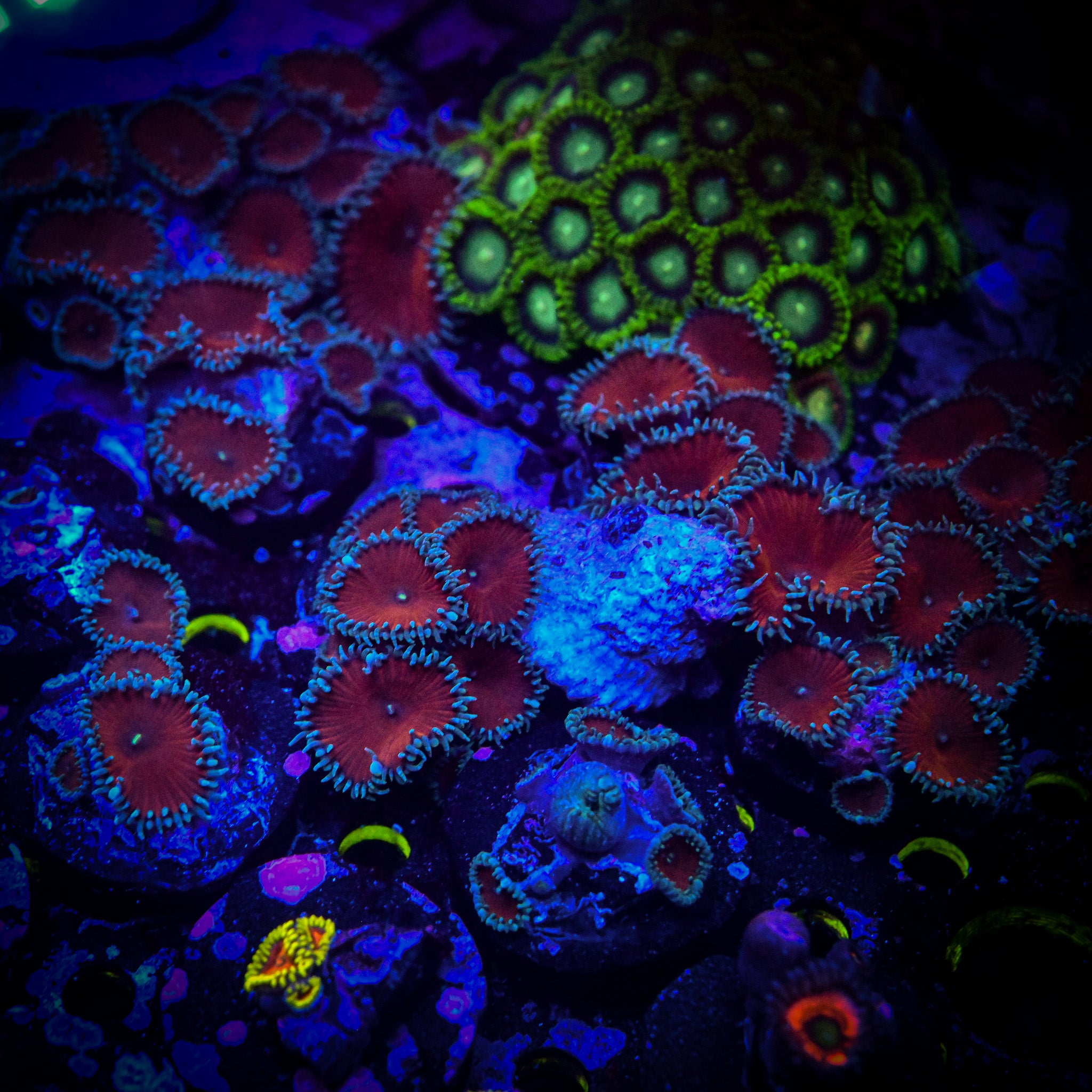 TSA Bloody Mary Zoa Frag