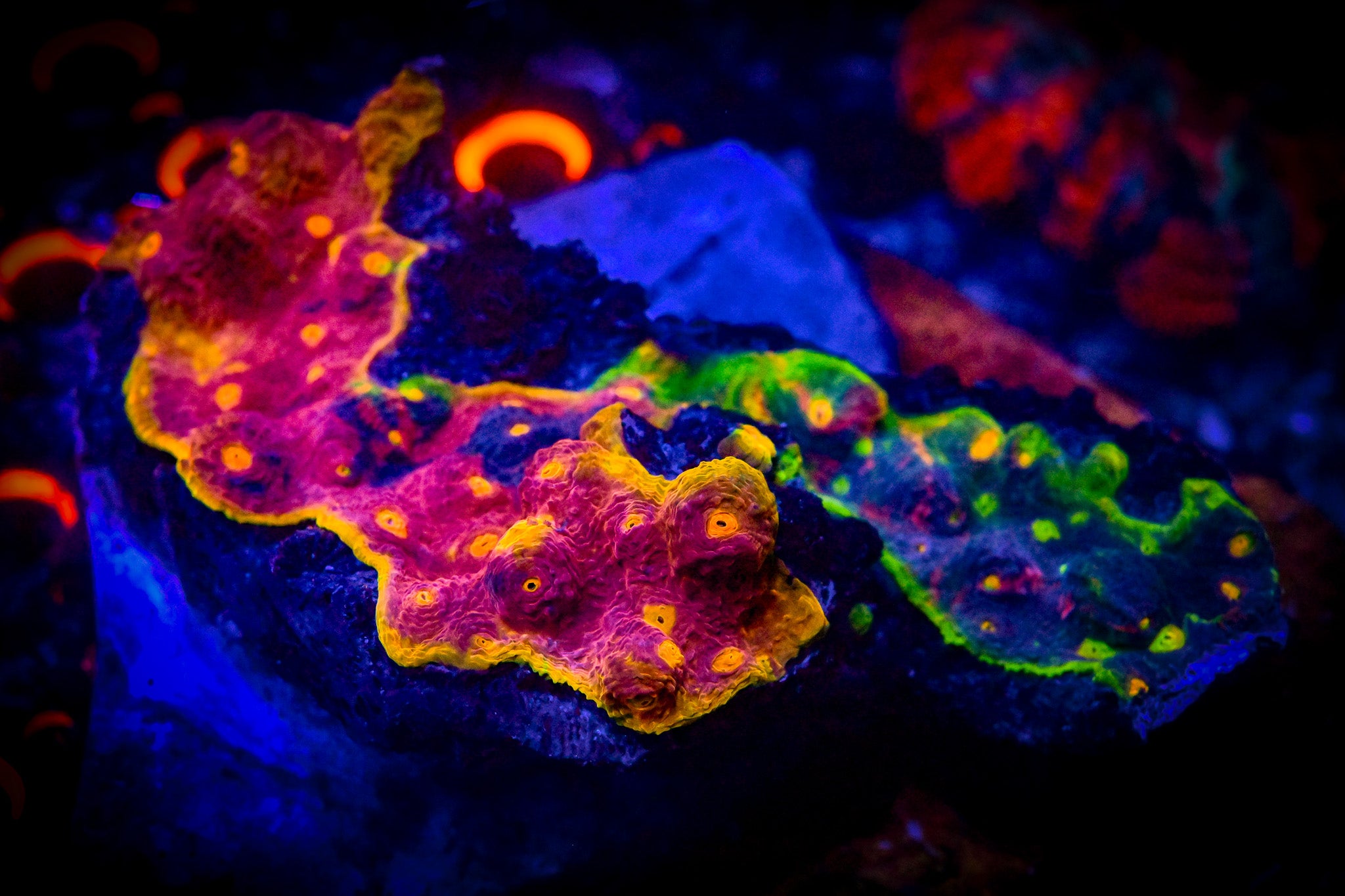 WYSIWYG Molten Rainbow Chalice Colony *UNIQUE* *RARE*