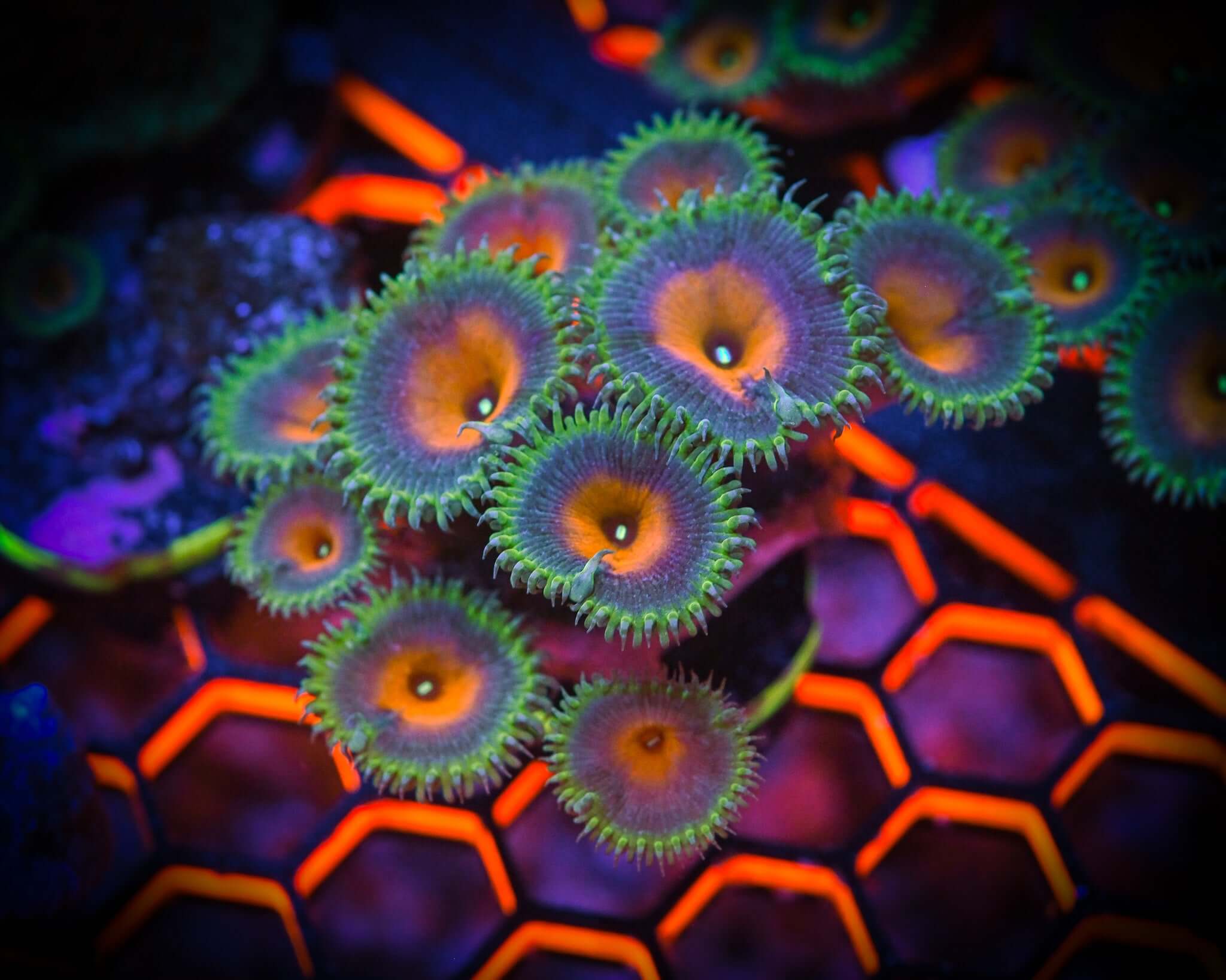 RC Captain America Zoanthid