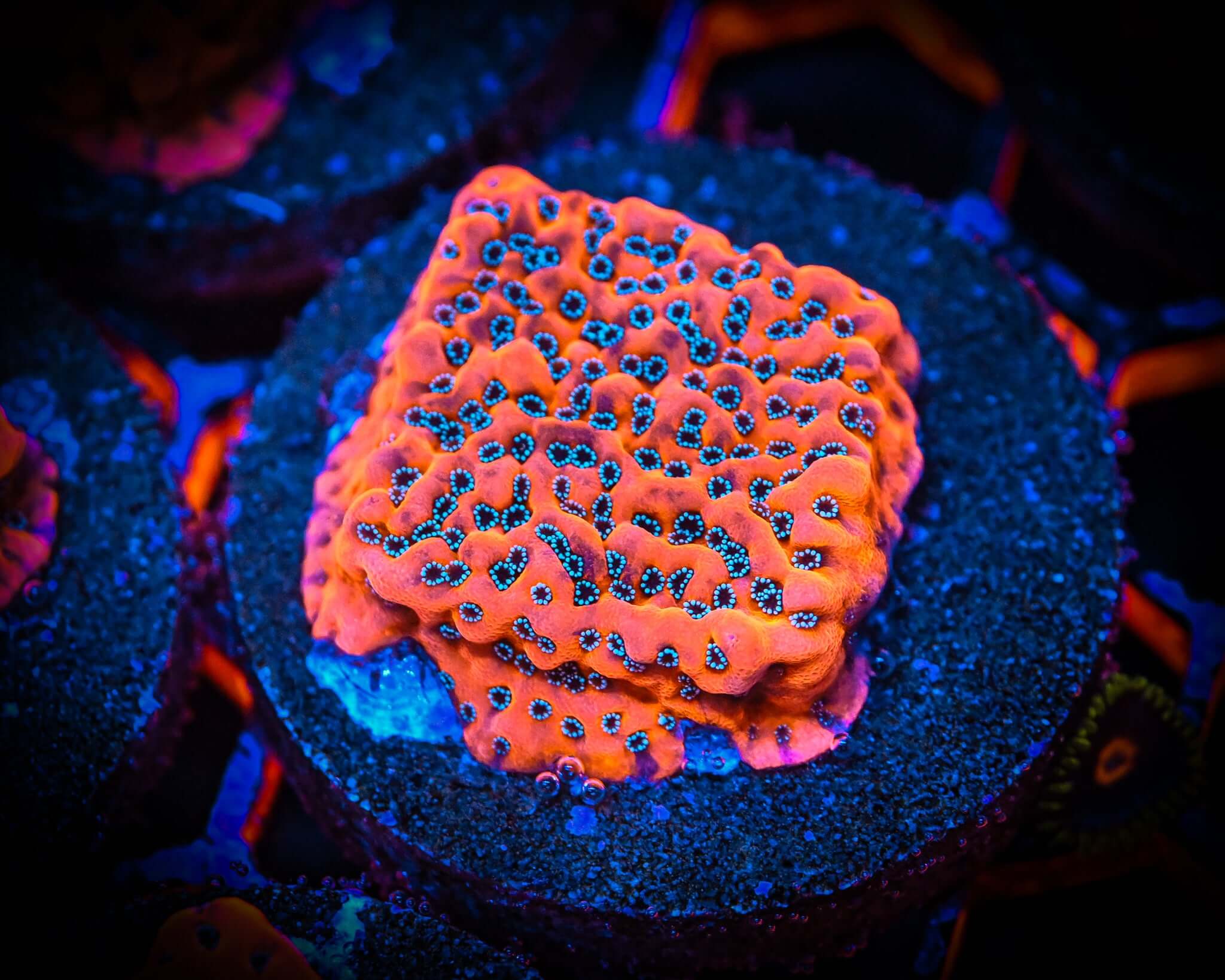 RC Chrome Montipora Frag