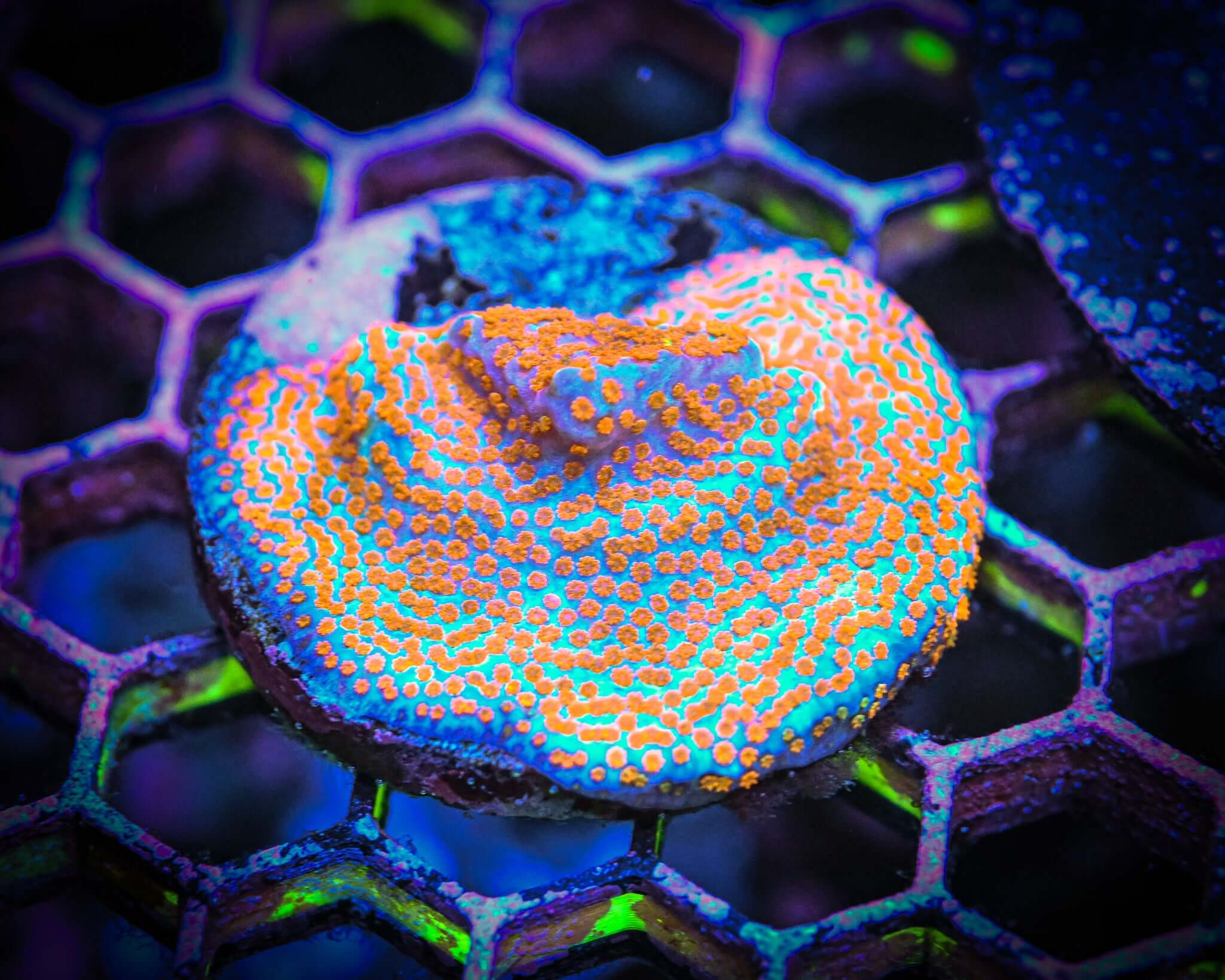 Aquaman Montipora Frag