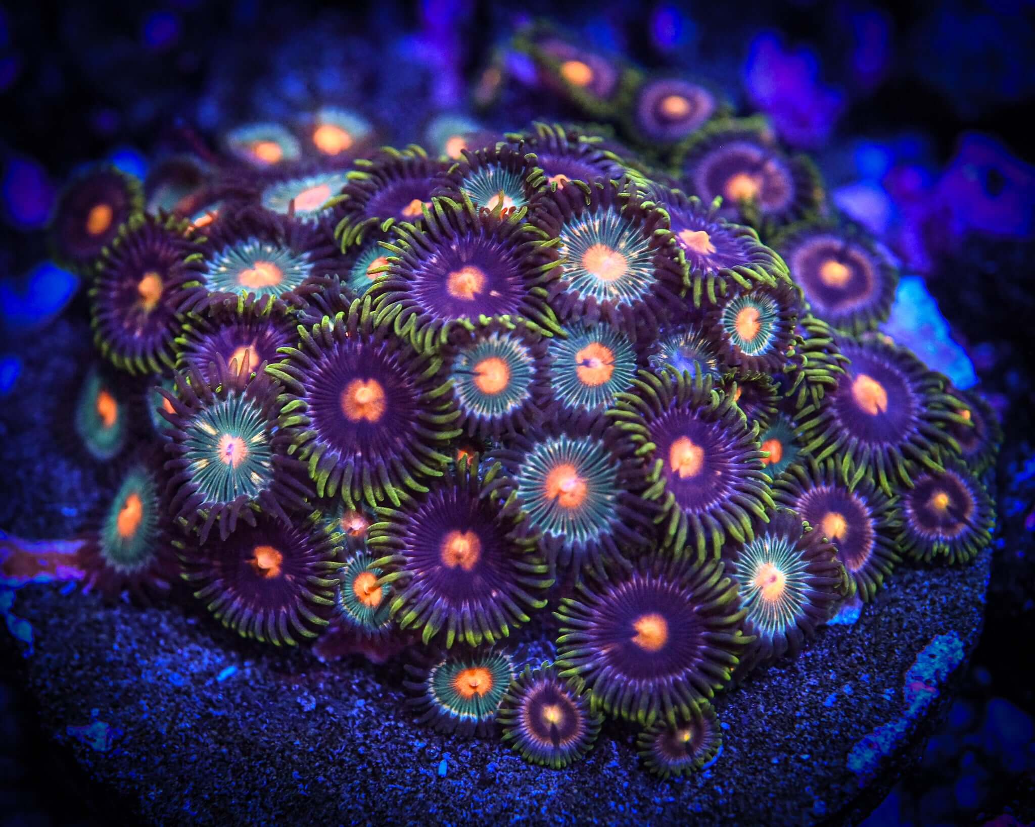 Mixed Zoa Colony 3" Disc WYSIWYG