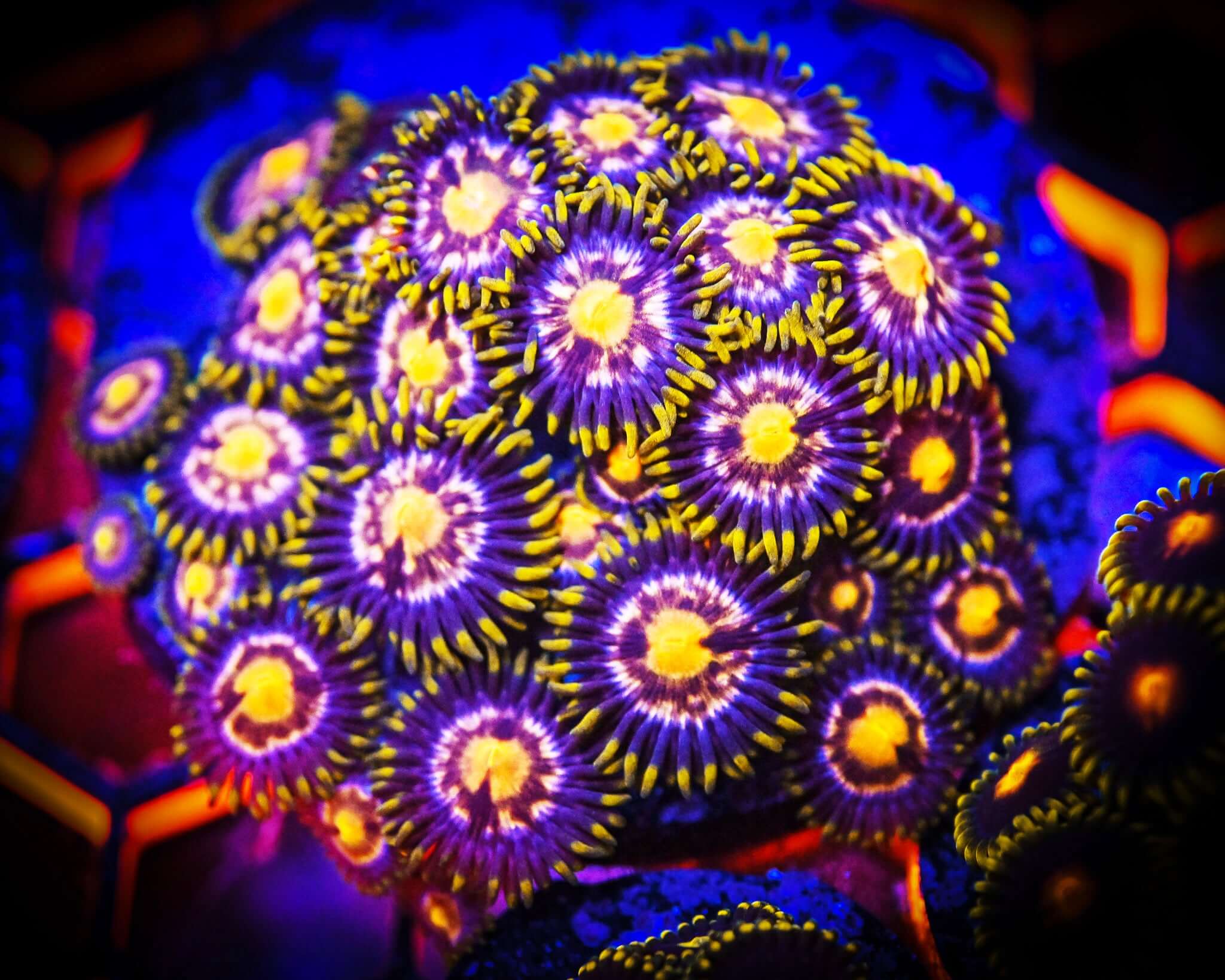 RC Anaconda Zoanthid Frag