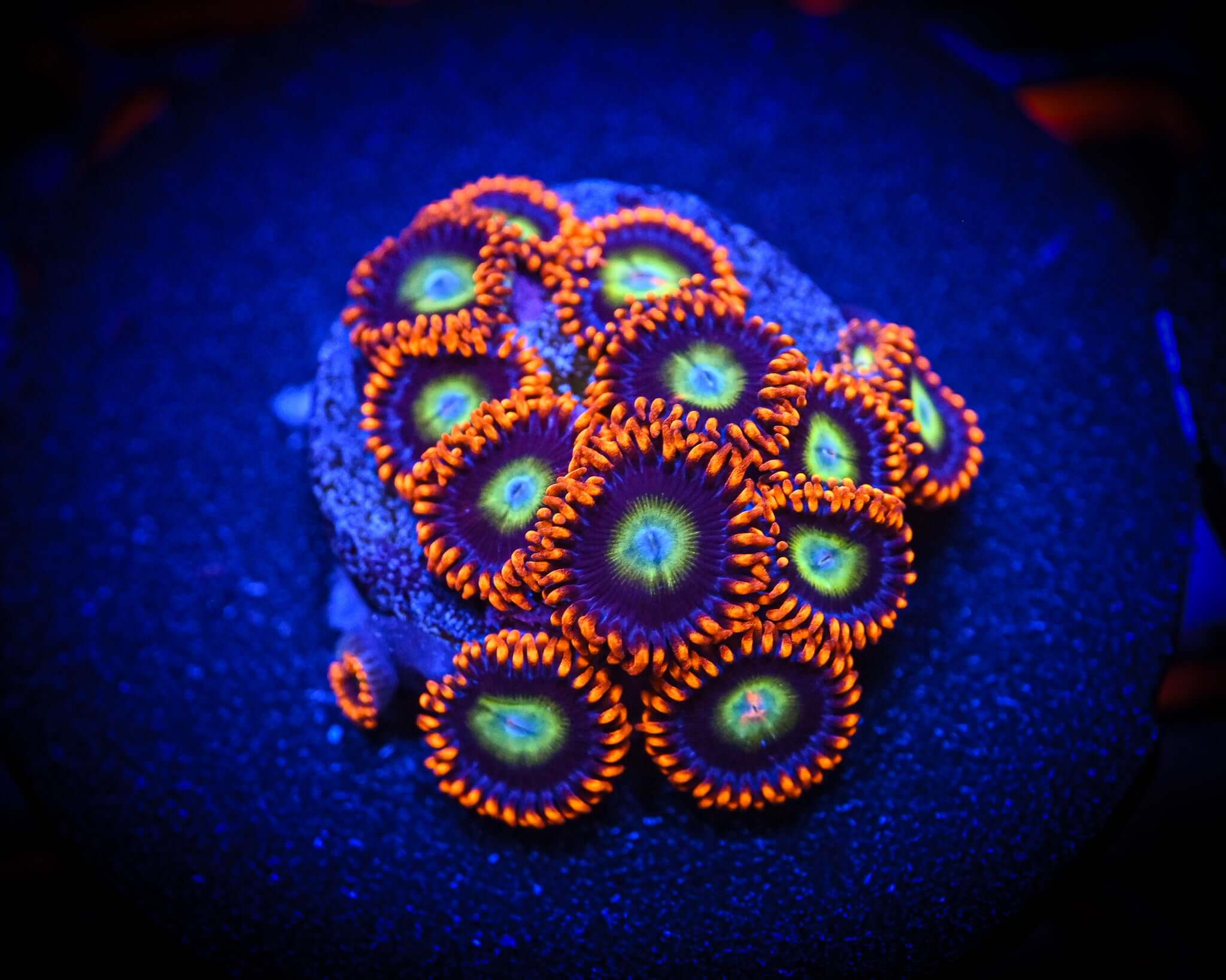 Fruitopia Zoanthid Frag