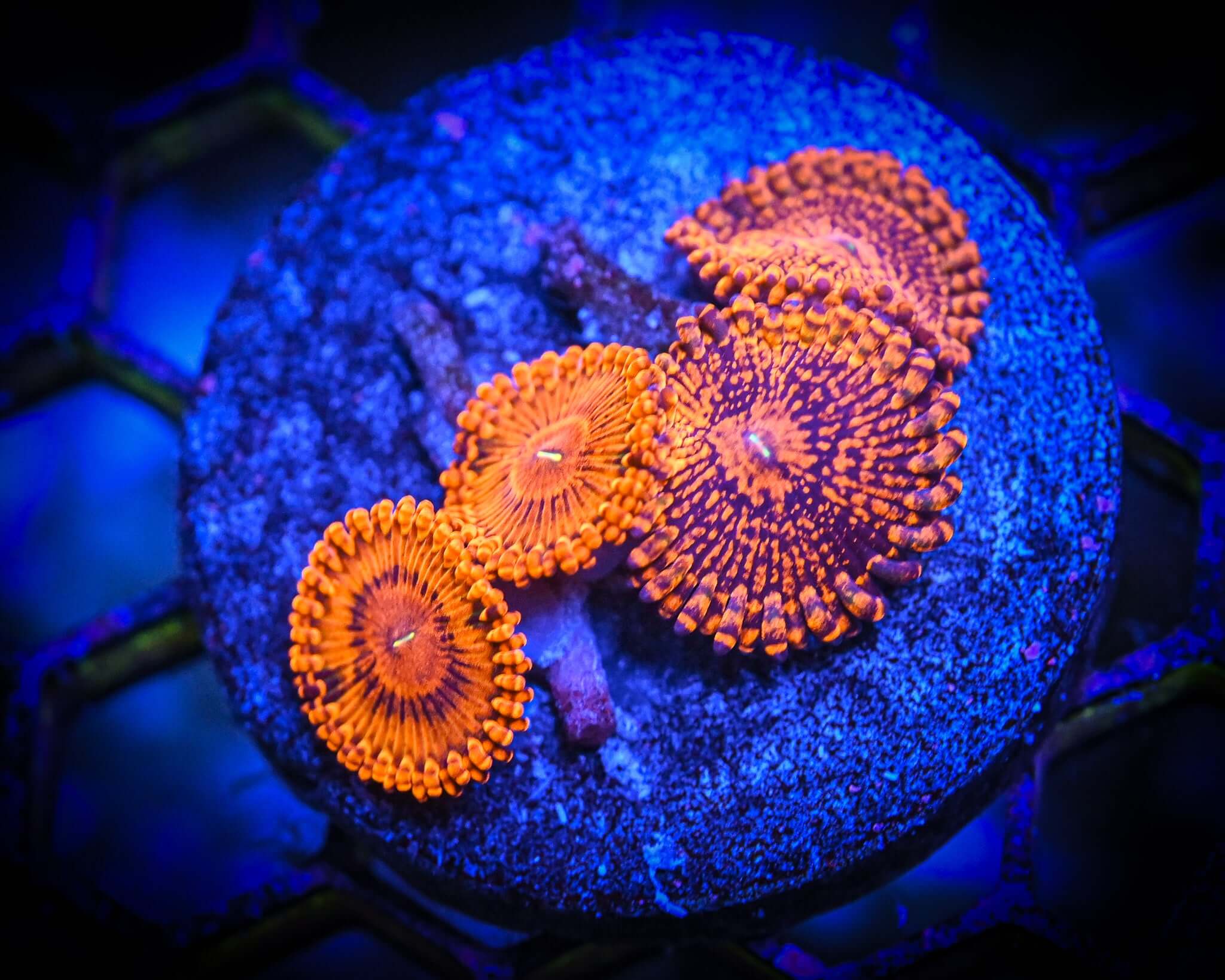 Darth Maul Zoanthid Frag WYSIWYG