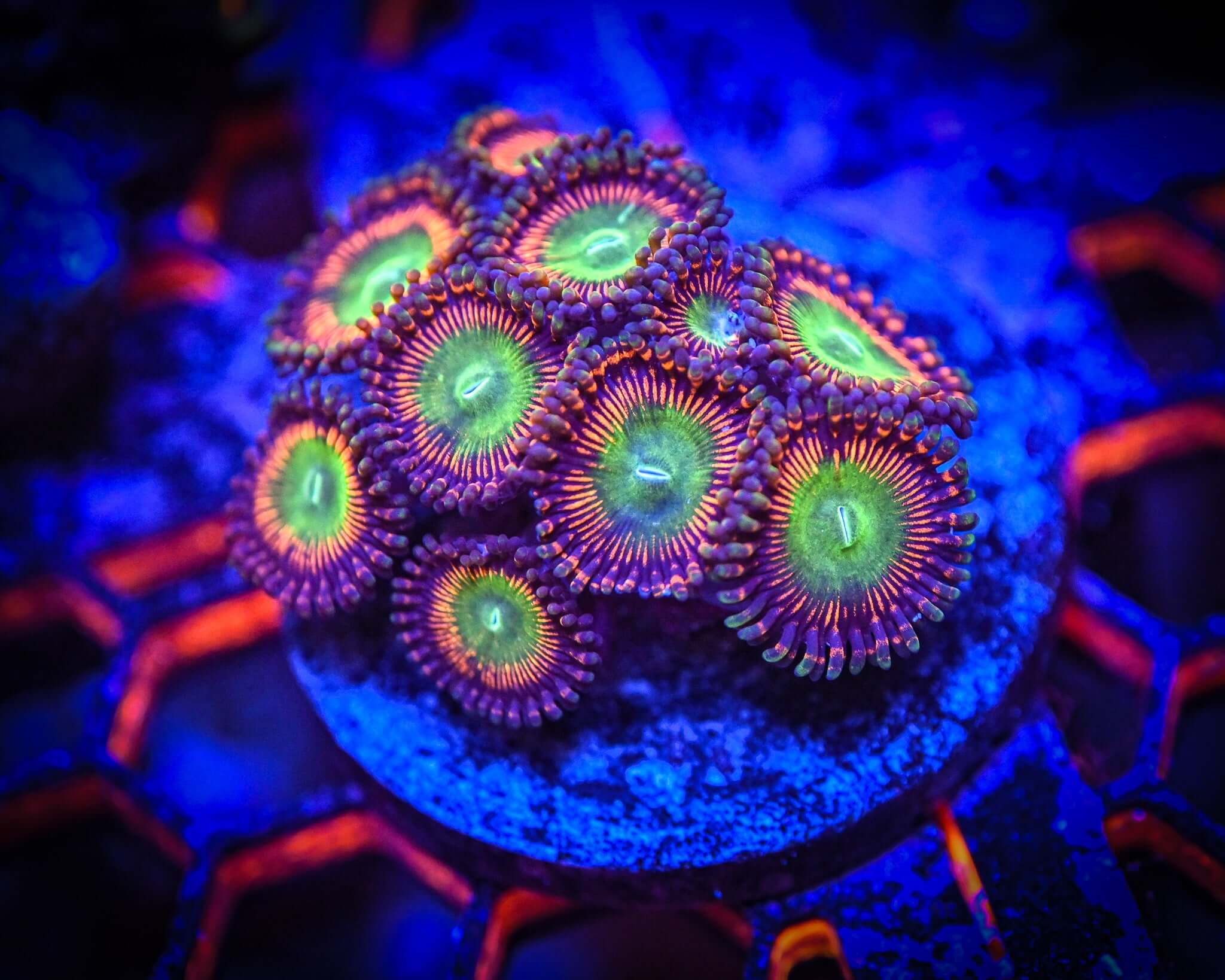 ULTRA Candy Apple Zoanthid Frag WYSIWYG