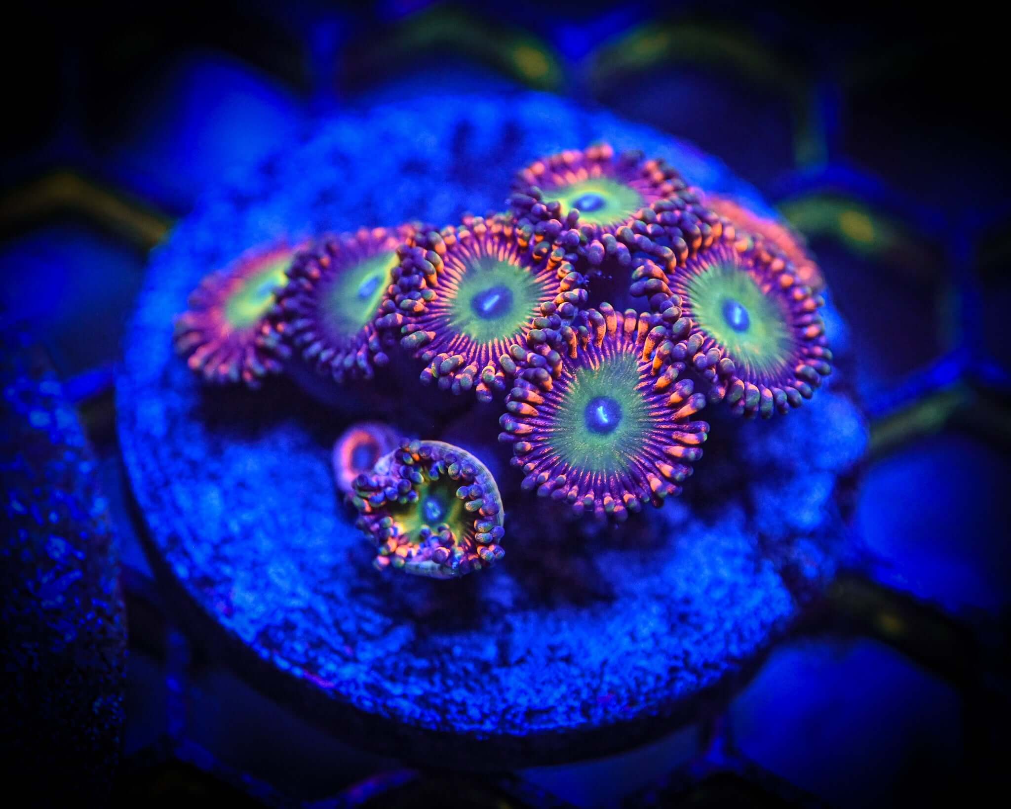 Candy Apple Zoanthid Frag WYSIWYG