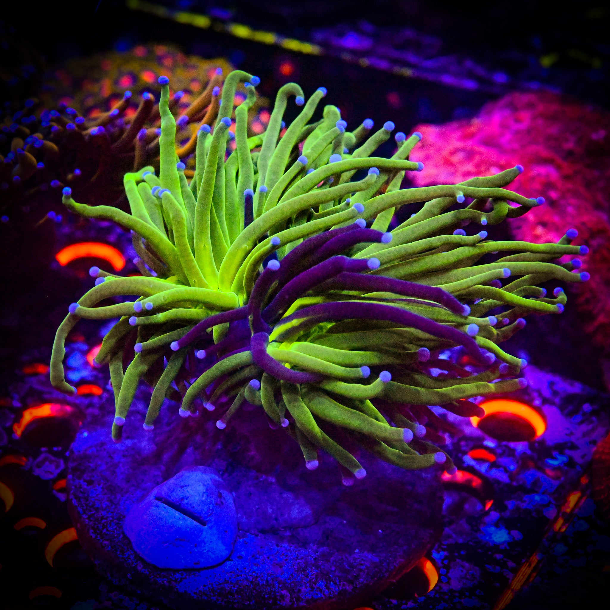 WYSIWYG Grafted Holy Grail Torch *RARE* *UNIQUE* *FAT HEAD*